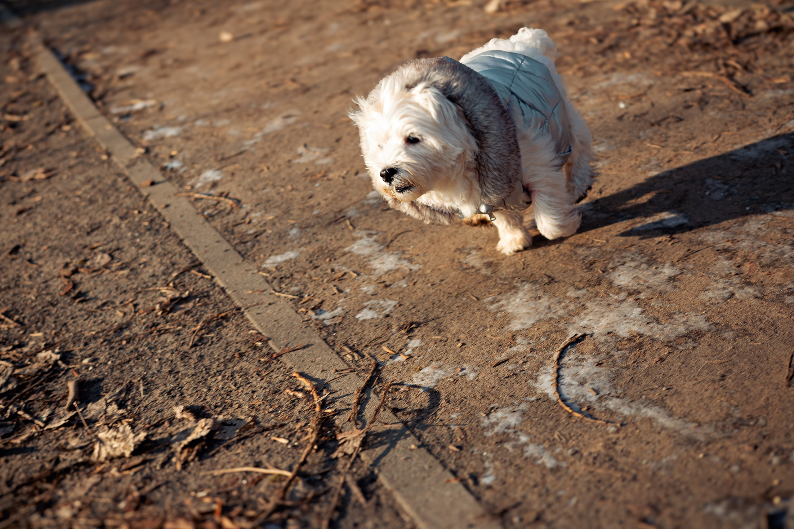 Фотосессия с щенком Минск