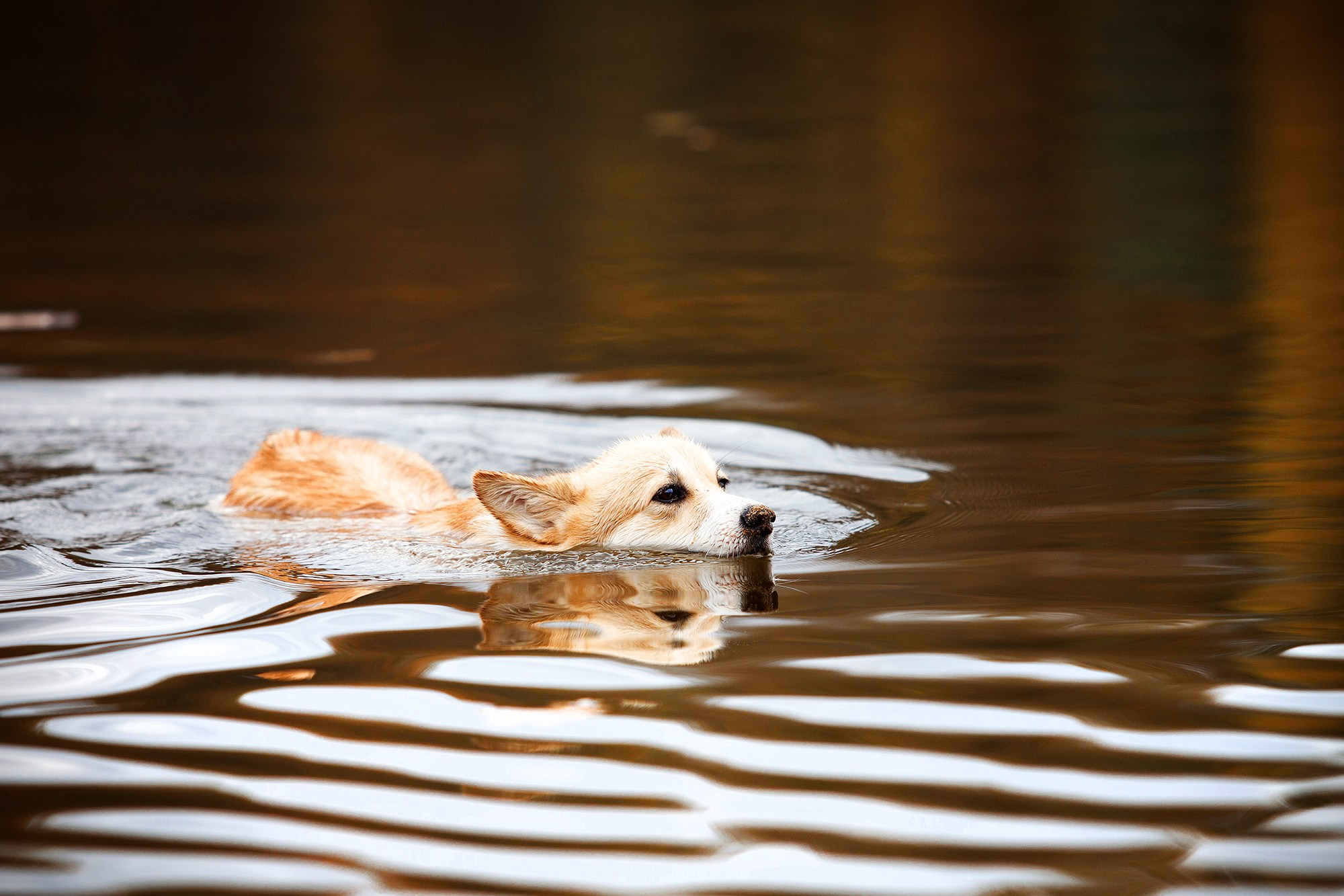 Собаки. Фотограф-анималист Юлия Удовенко