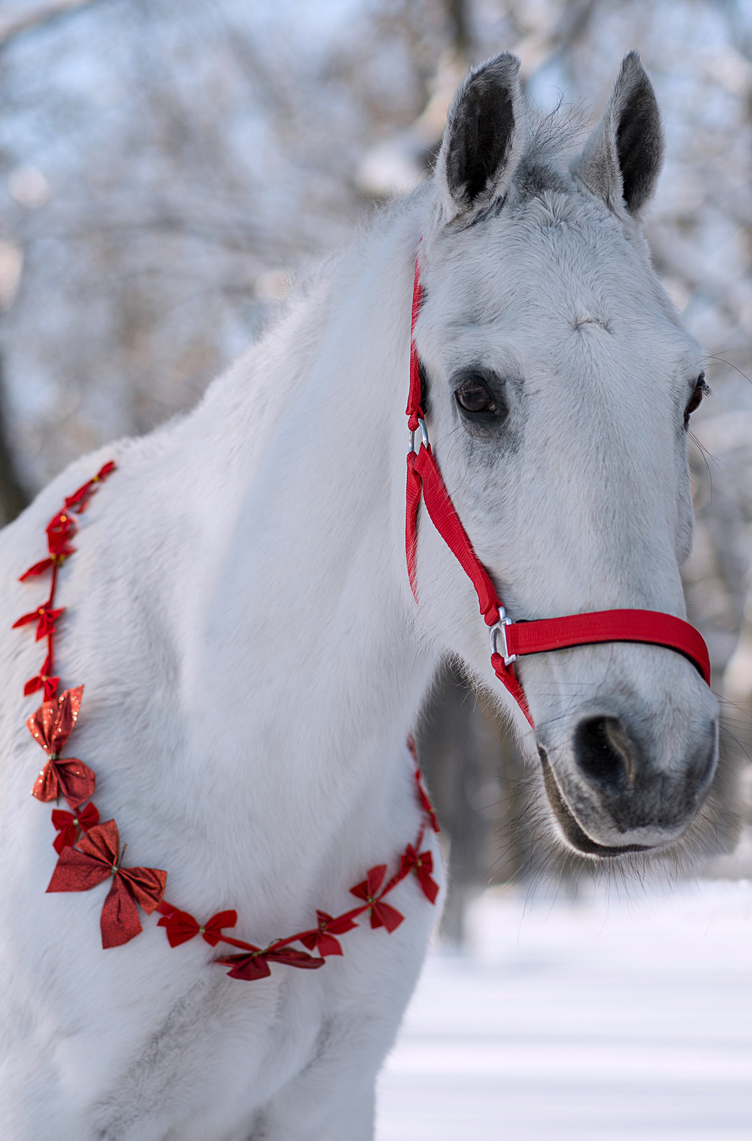 Лошади. Конный фотограф в Саратове Юлия Иванова