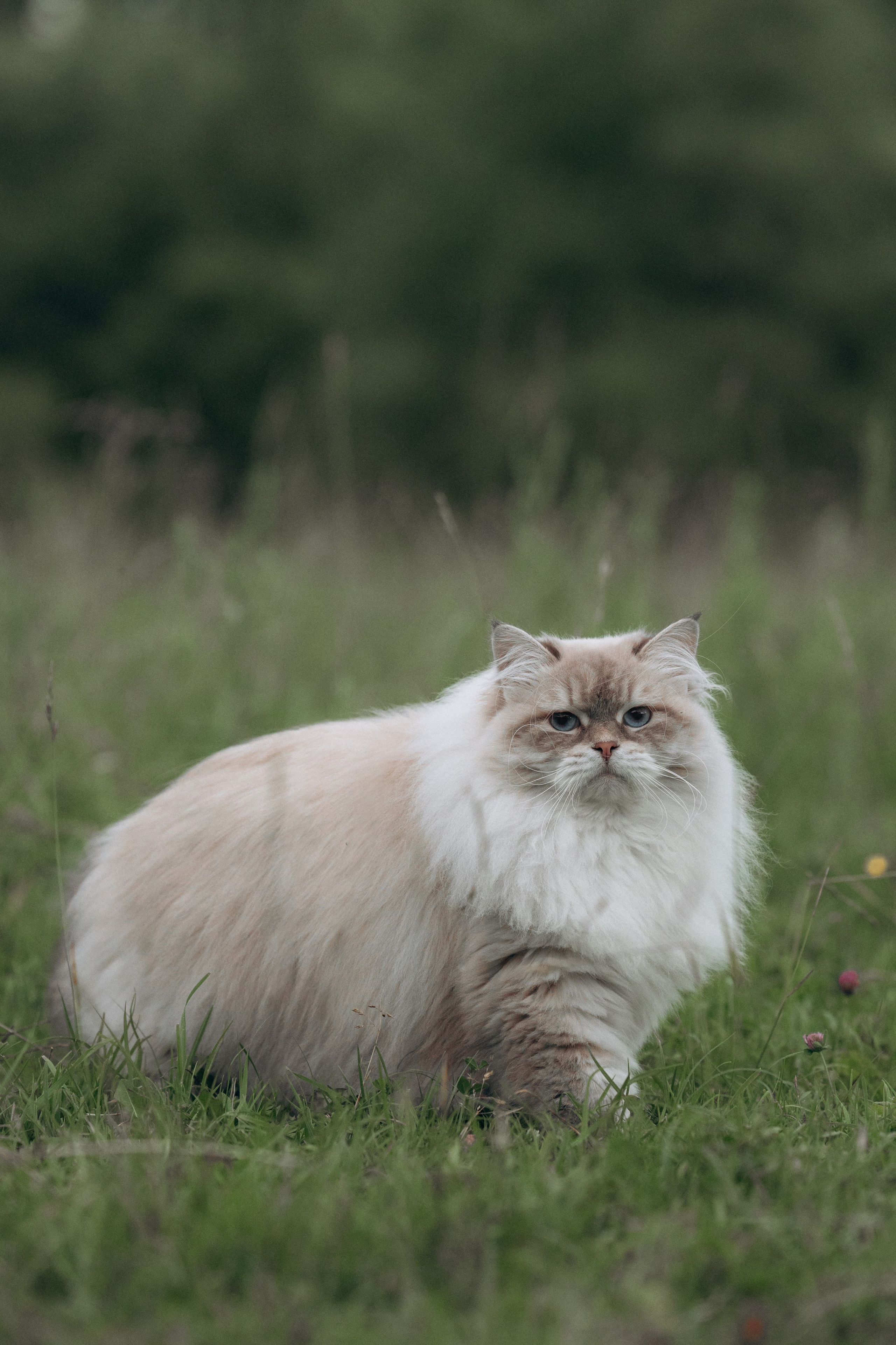 Щенки и котята на улице. Фотограф анималист в Казани Алина Сулейманова. Фотограф животных