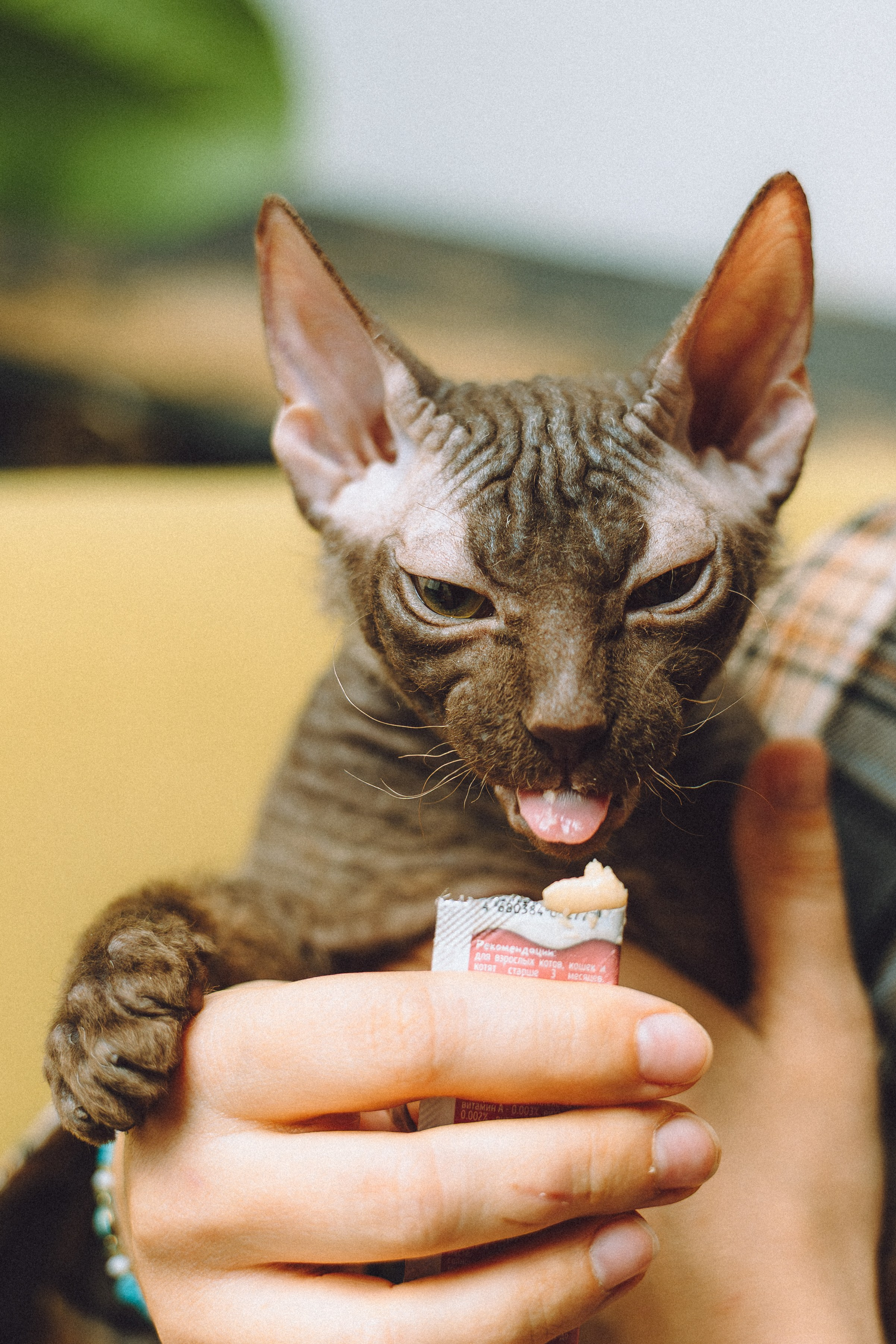 Кокос, Света, Динара и Вилли