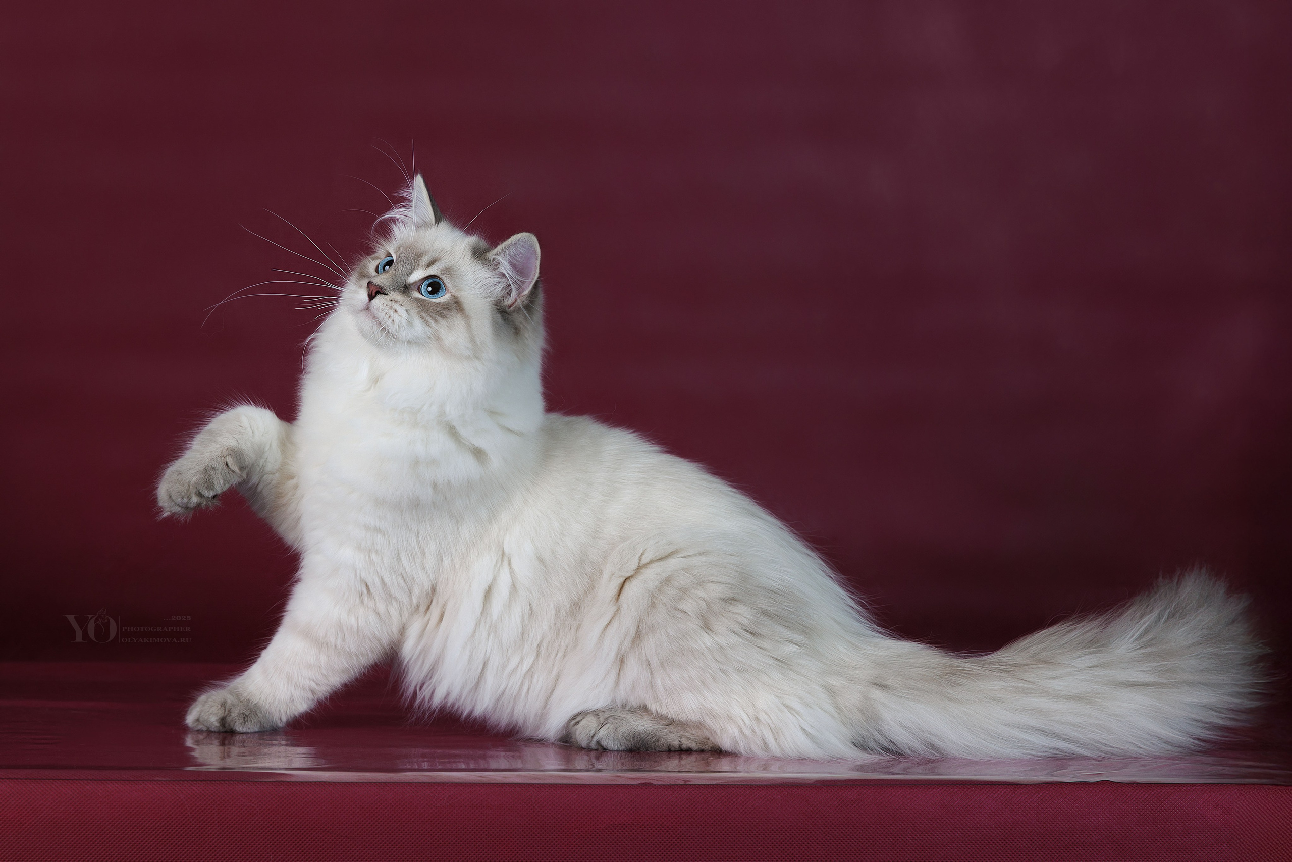 Кошки. Фотограф