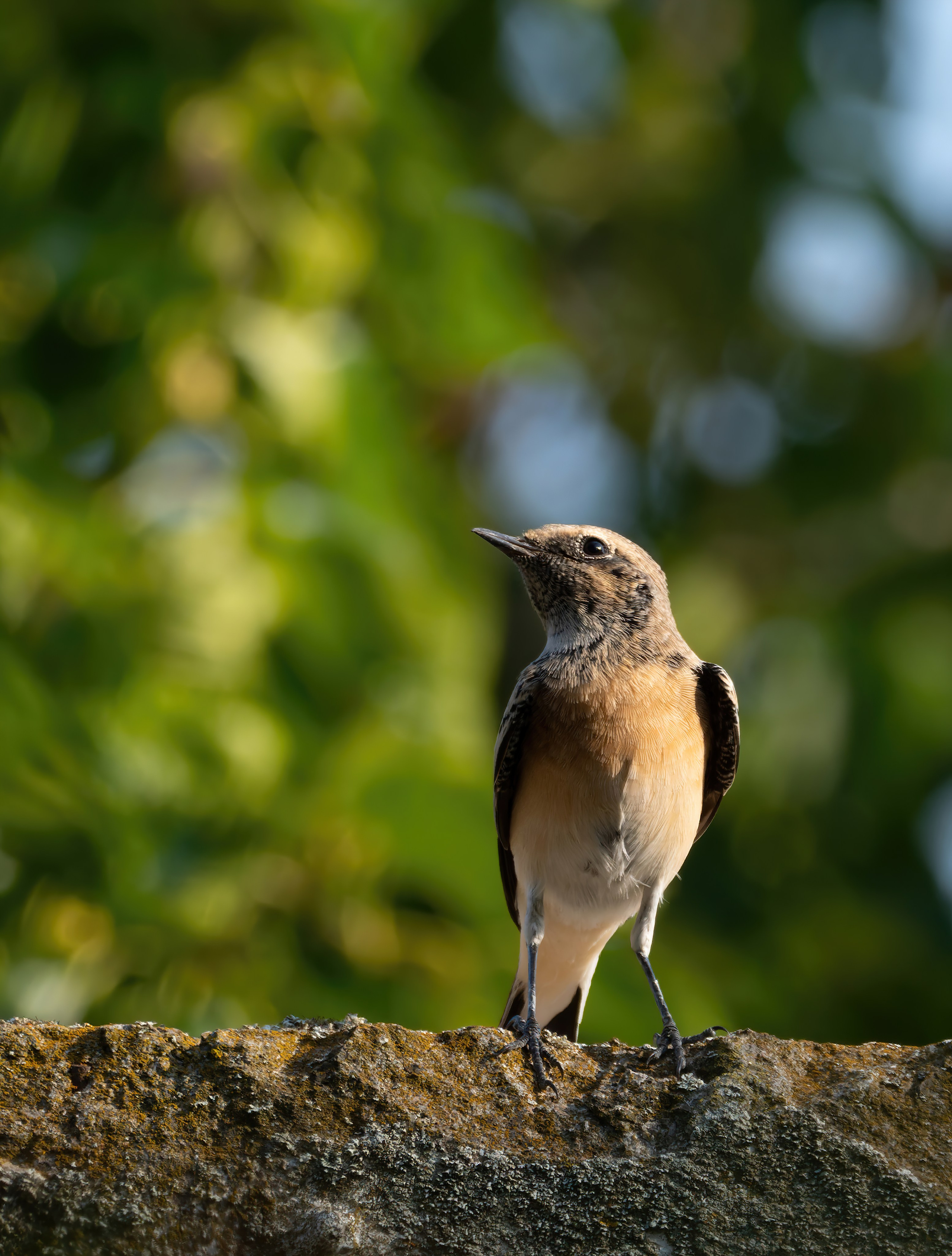 Птицы и животные. Oles Paritskiy
