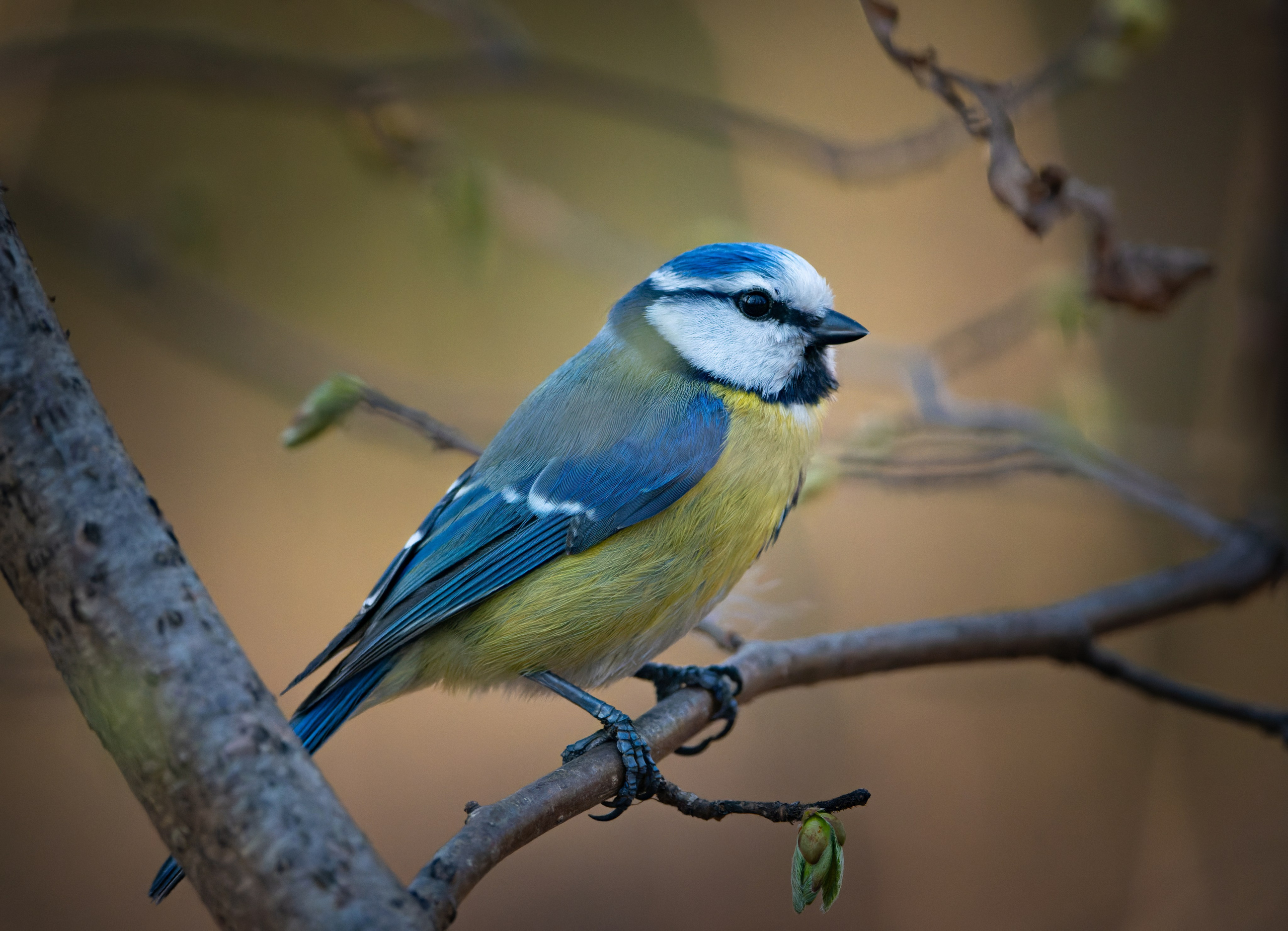 Птицы и животные. Oles Paritskiy