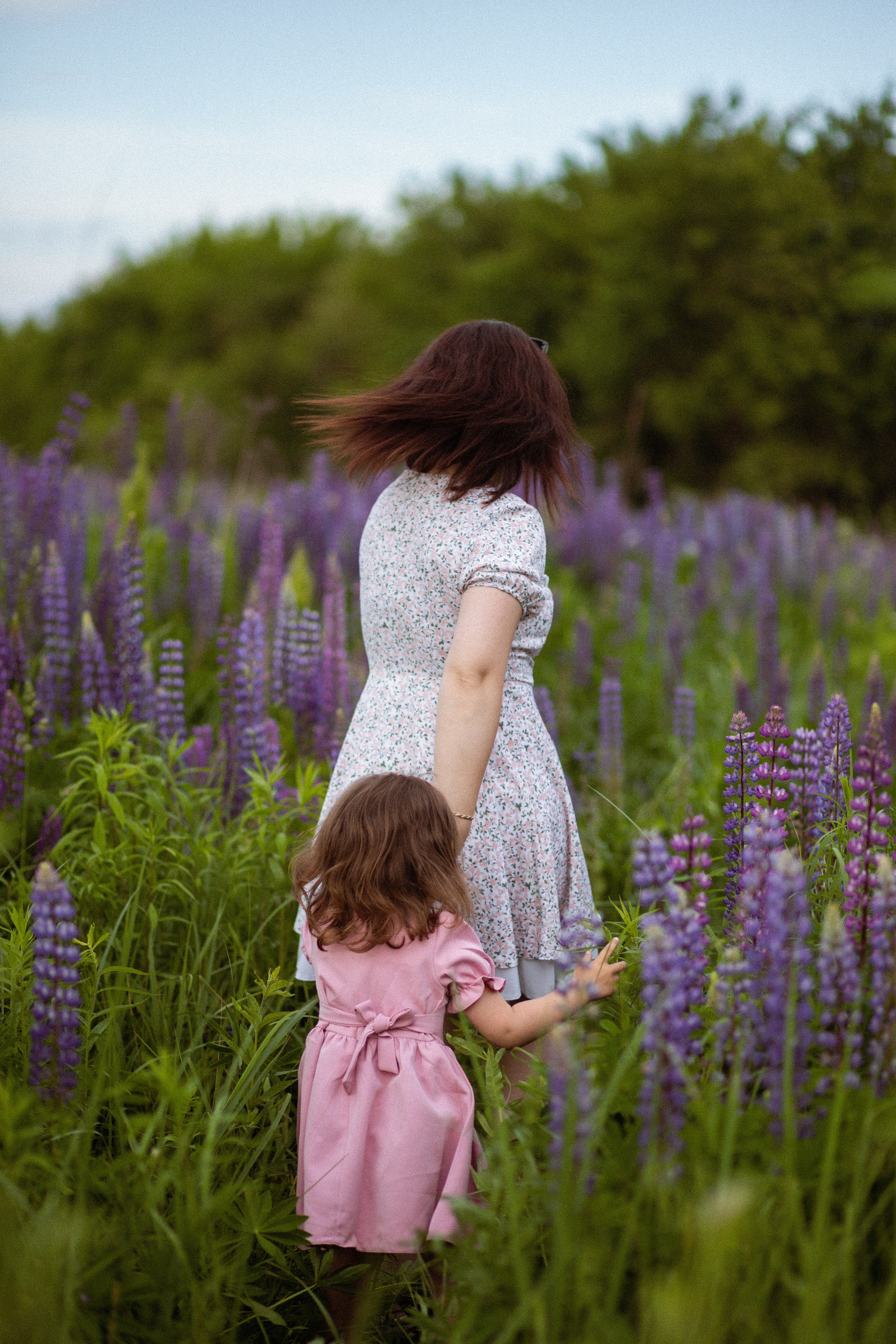 Июньские люпины. Фотограф в Москве/Санкт-Петербурге