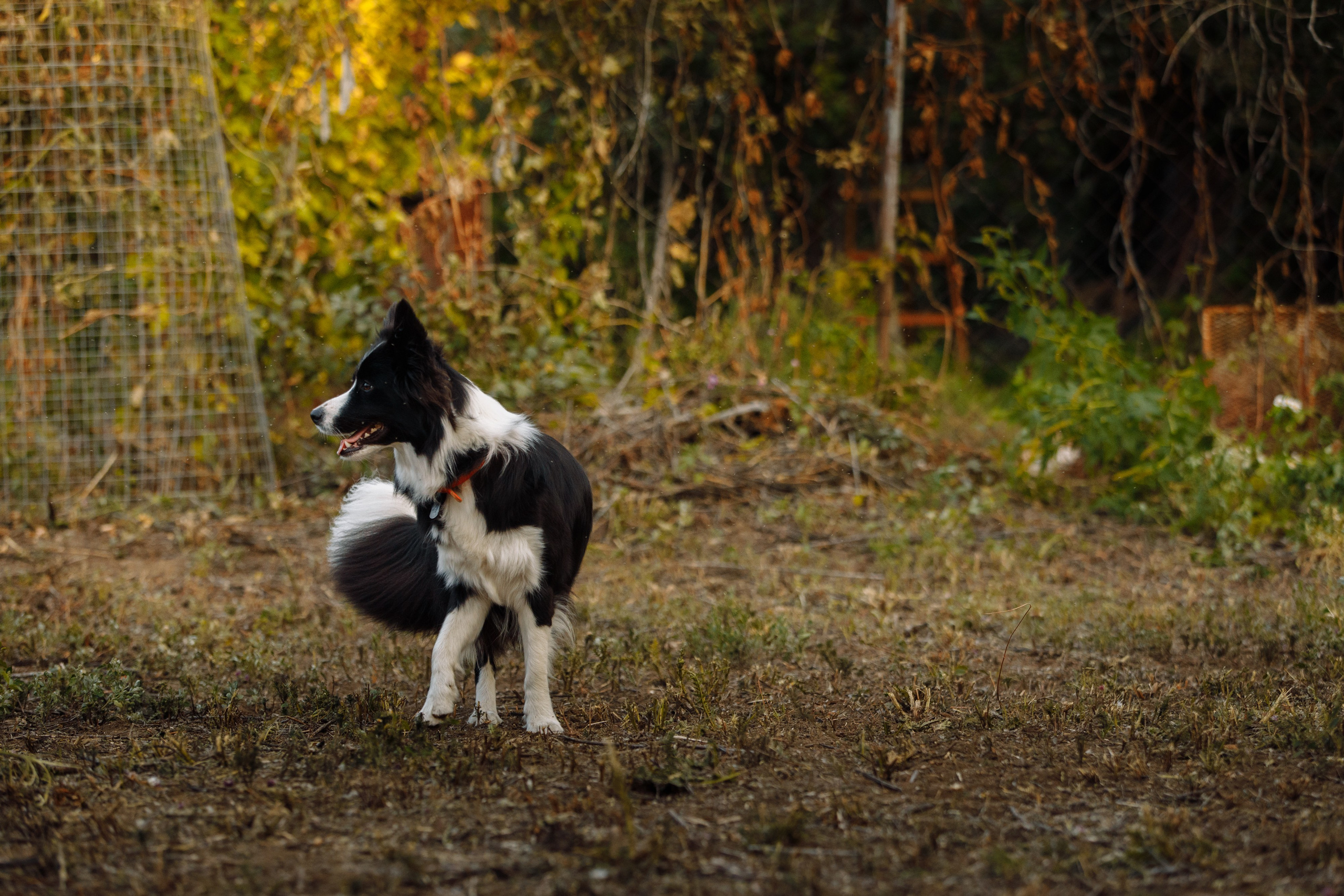 Овечий день. О нас