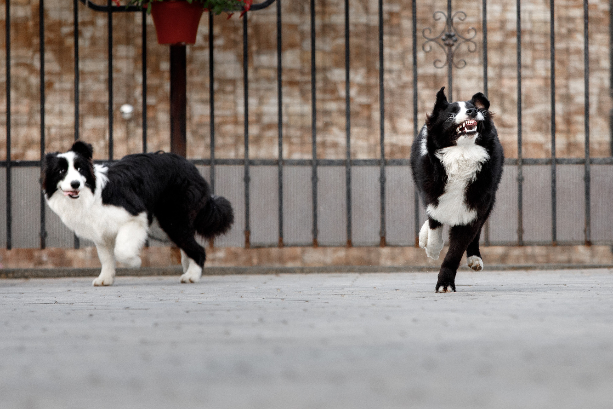Болтовня в саду. О нас