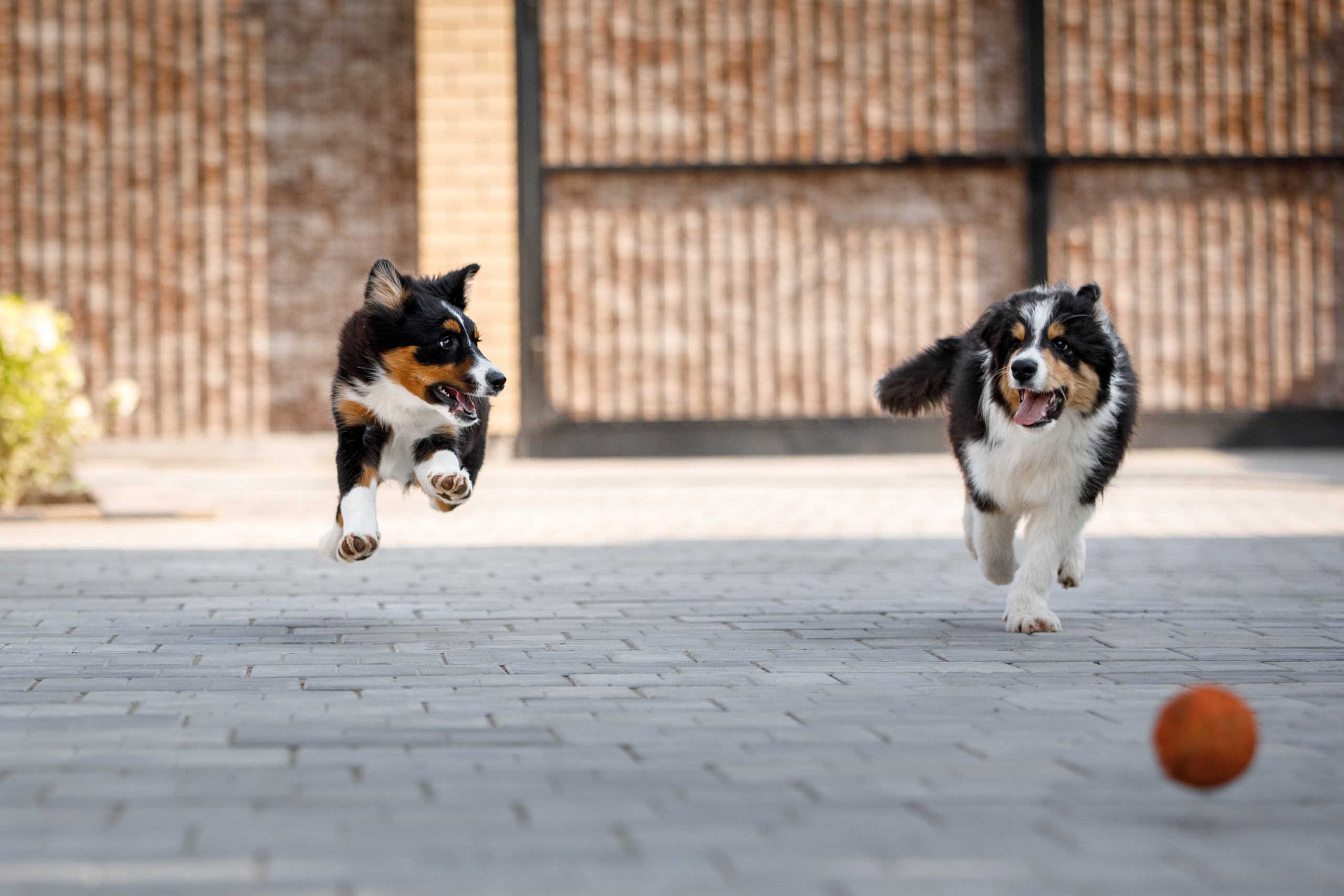 Смешарики. О нас