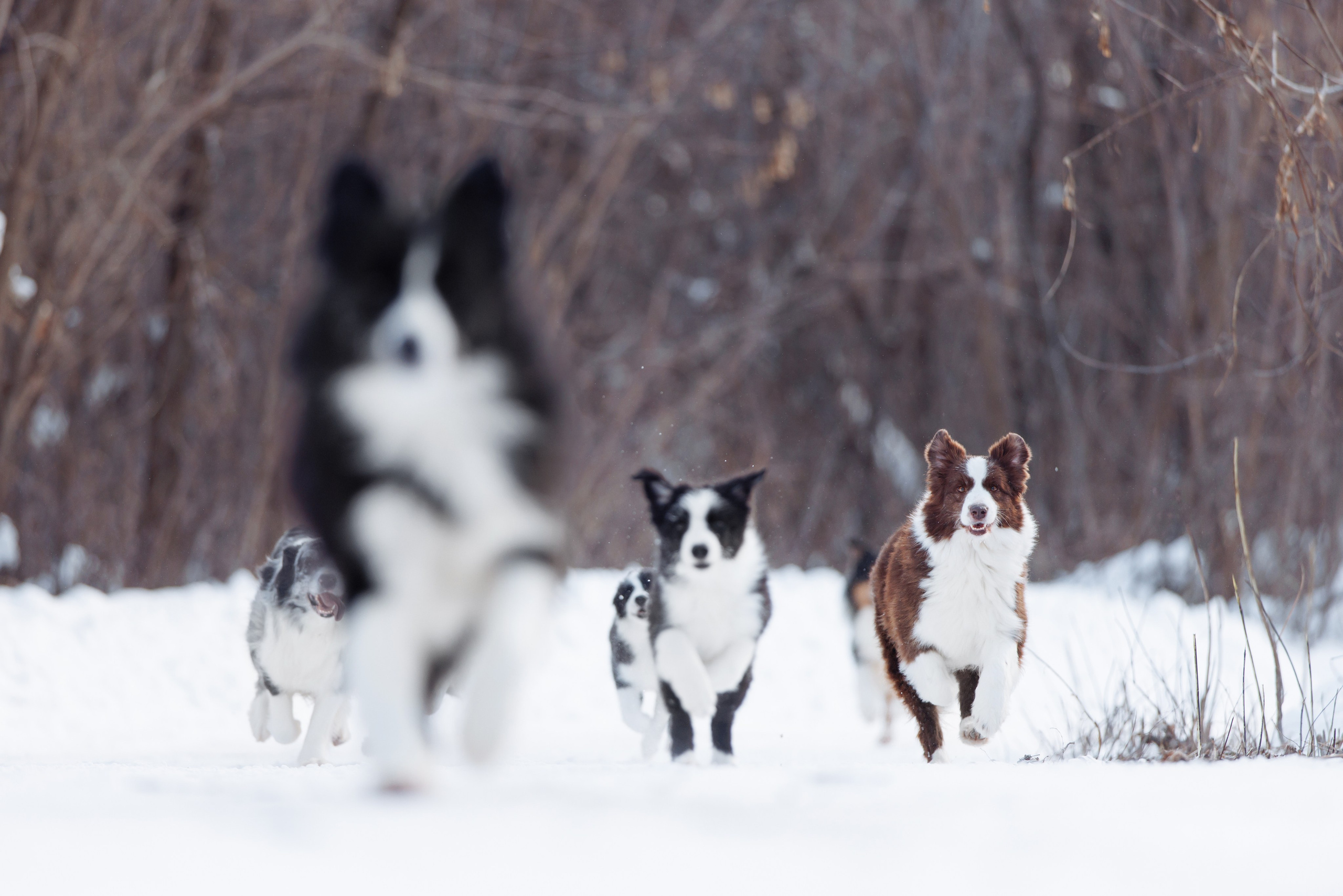 Яркий январь. О нас