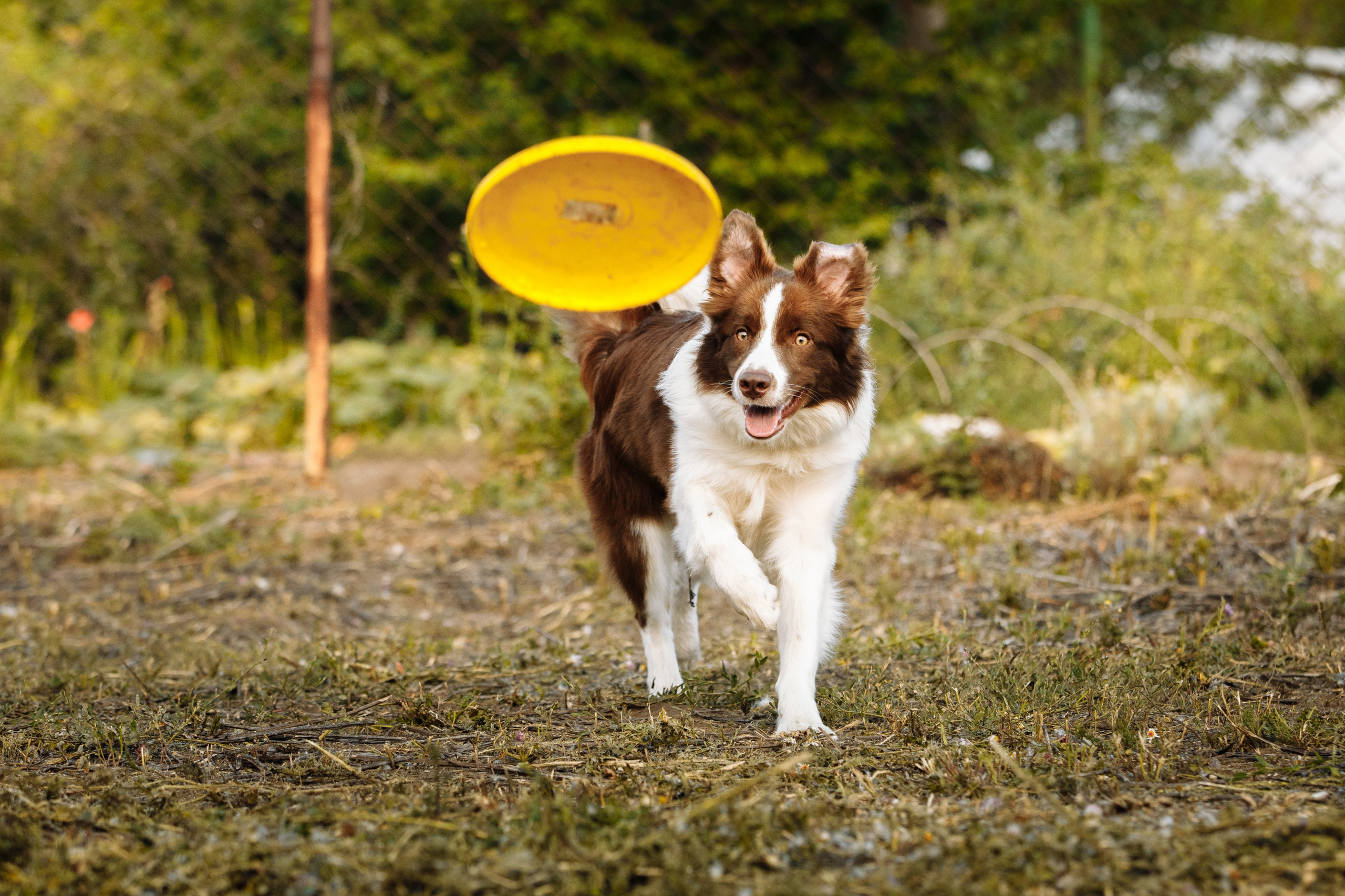 Овечий день. О нас