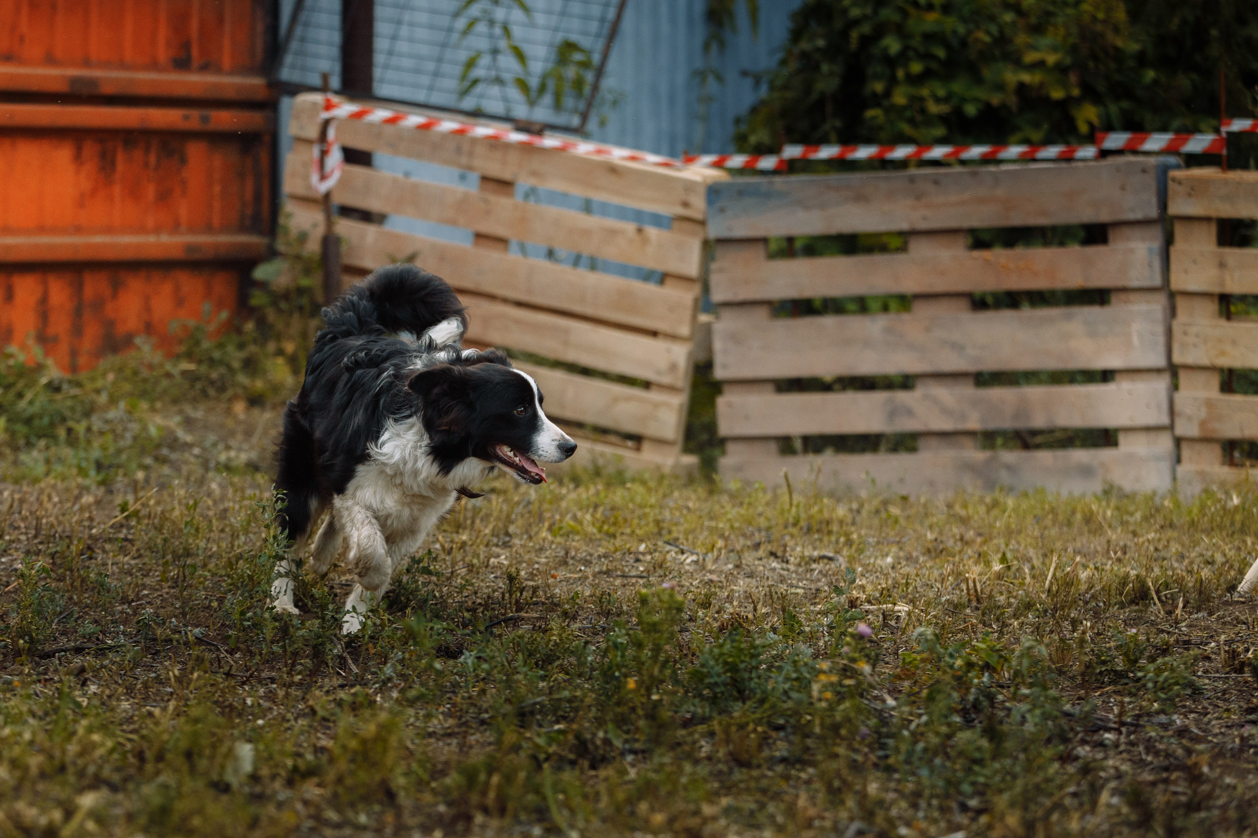 Овечий день. О нас