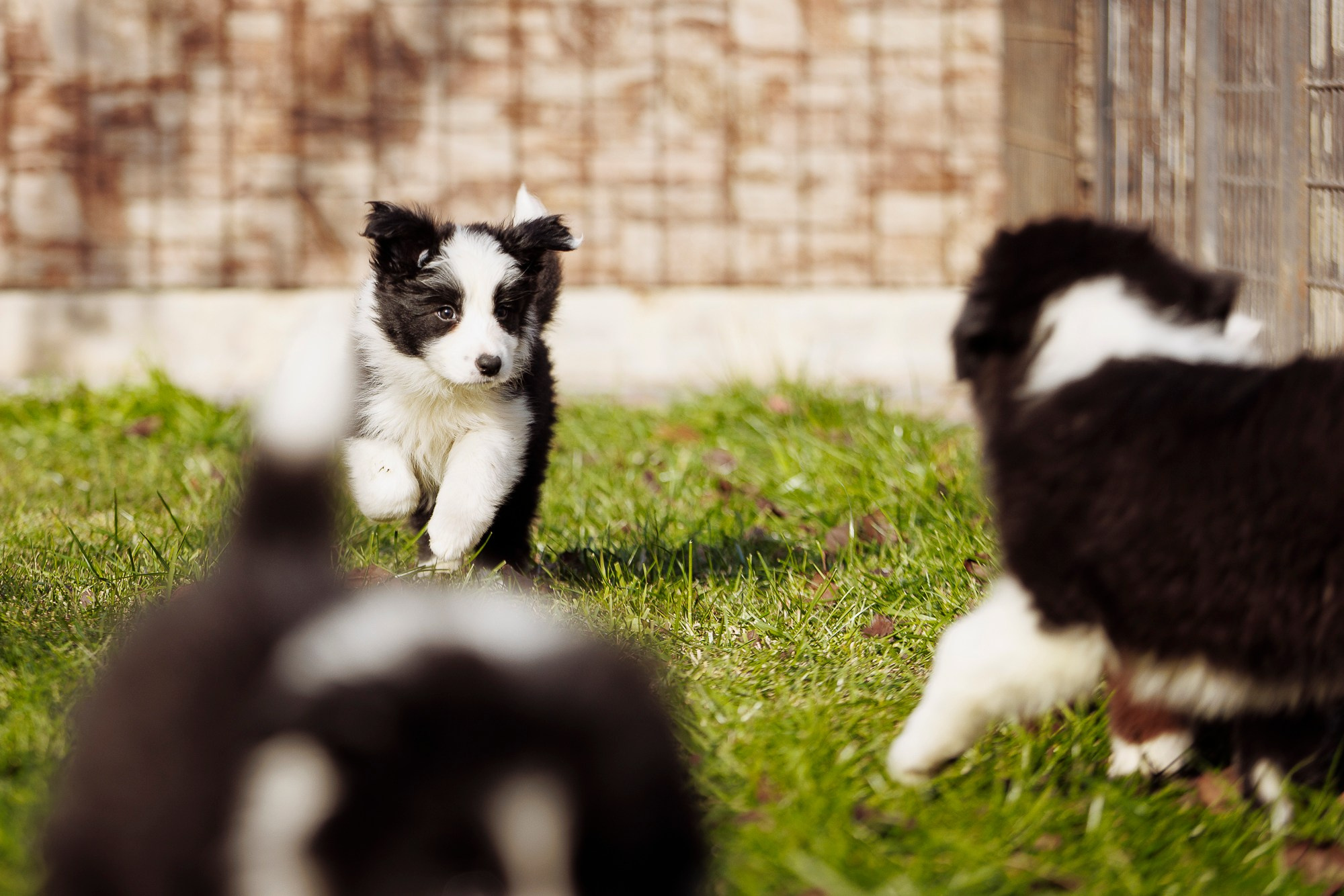 У дома с большой компанией от мала до велика. О нас