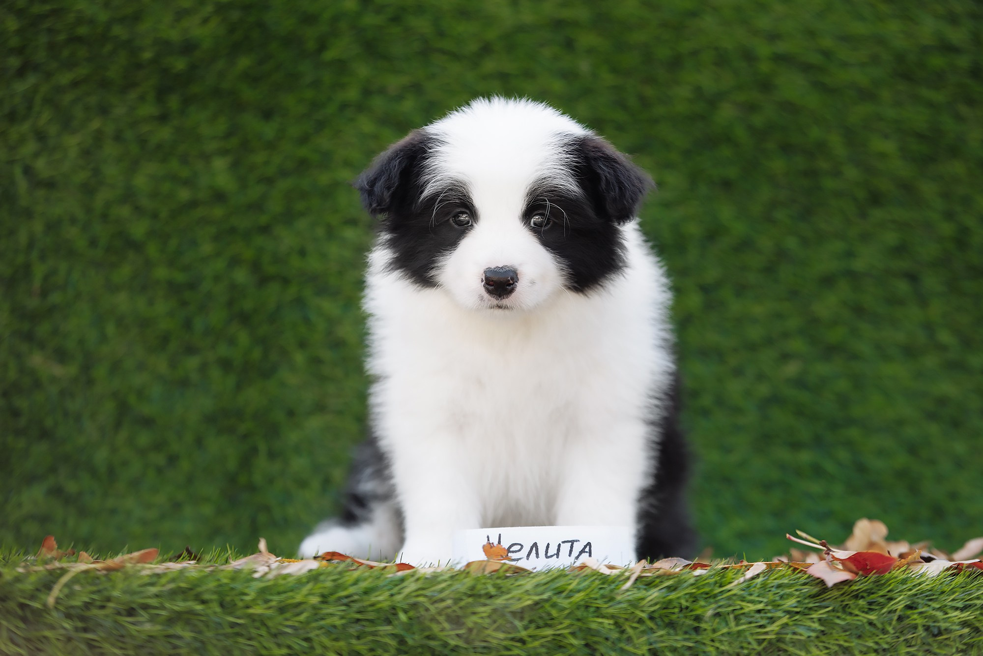 Новый лист. О нас