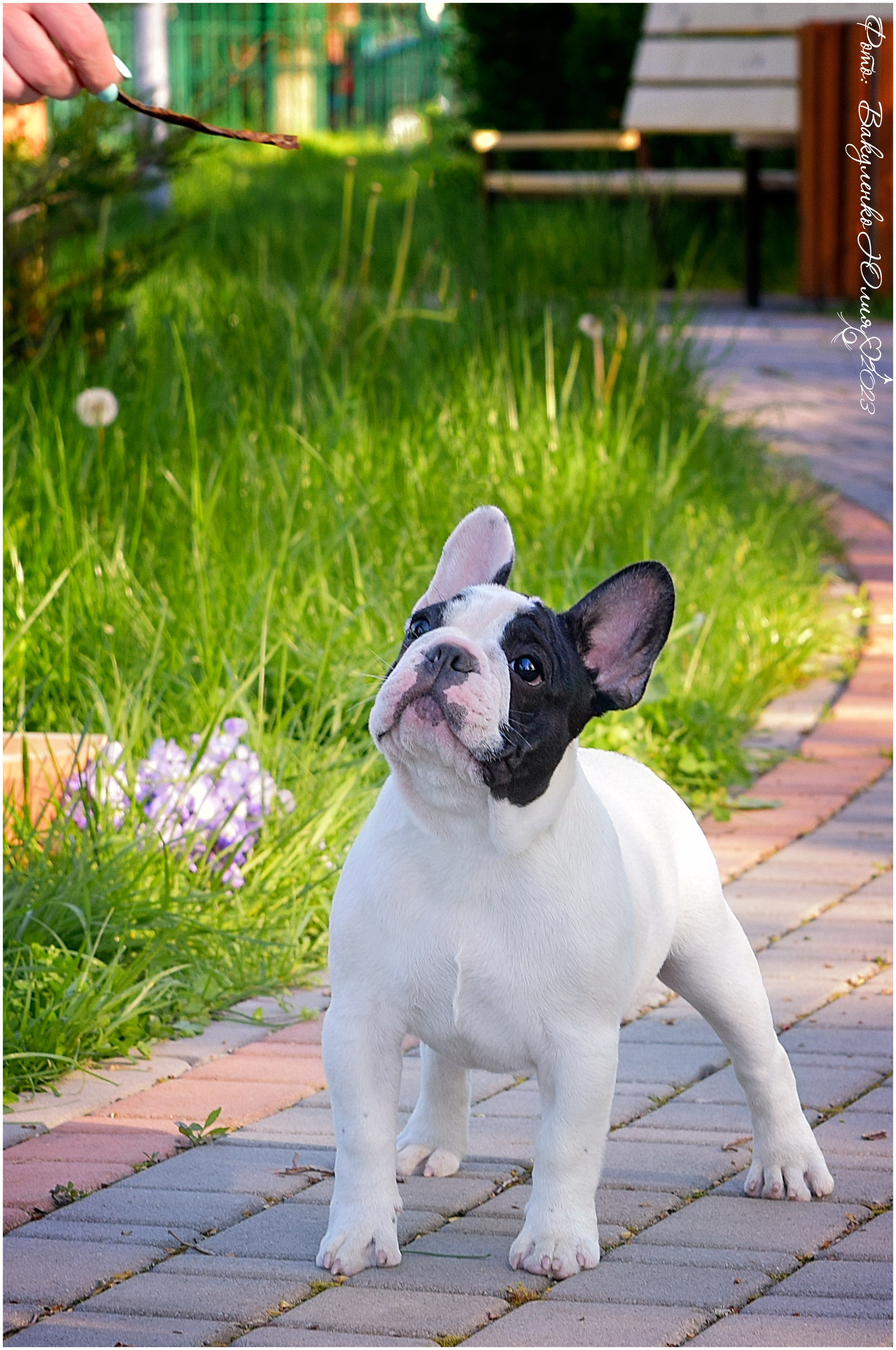 Студийная съемка. Фотограф анималист | семейный Юлия Вакуленко, г. Краснодар
