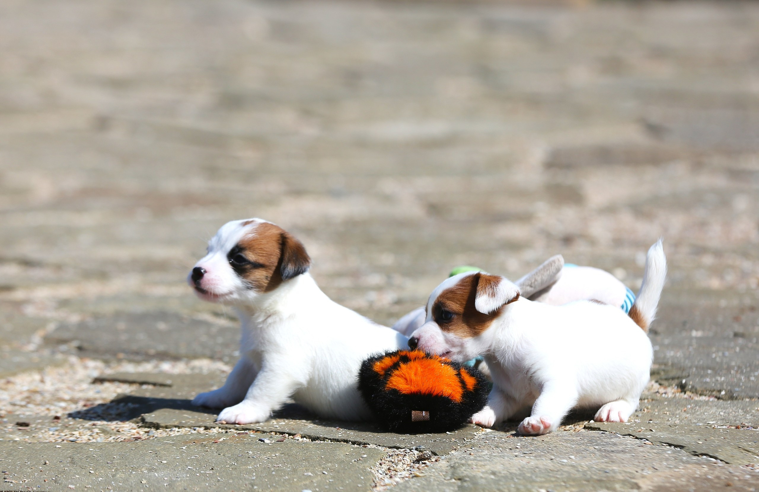 Общий альбом. Lovely-Orange питомник джек рассел терьеров