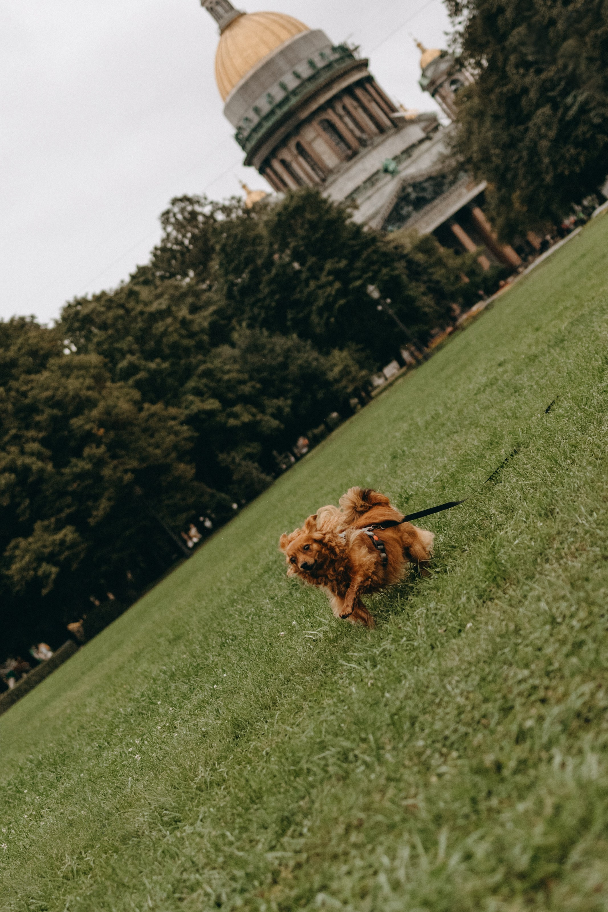 Жу и ее семья. Фотограф — Анималист | Санкт-Петербург