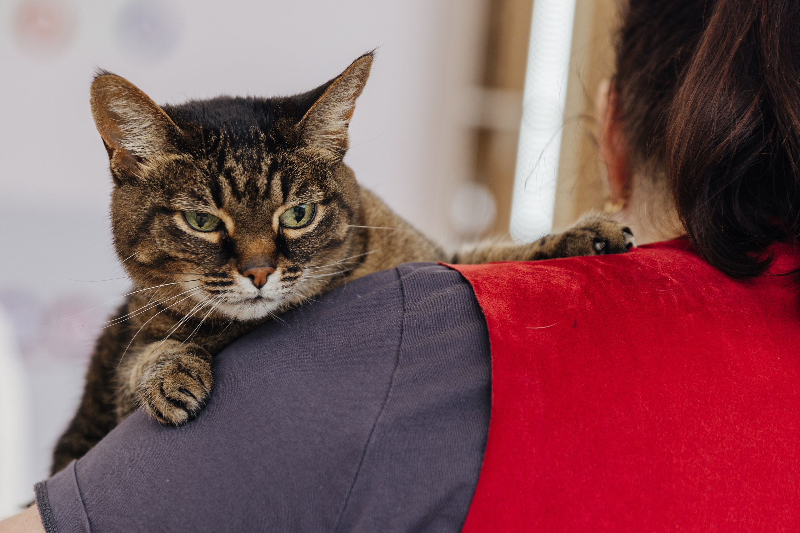 Хвостатый репортаж. Аксана Лисовская фотограф в Москве. Фотографии с характером