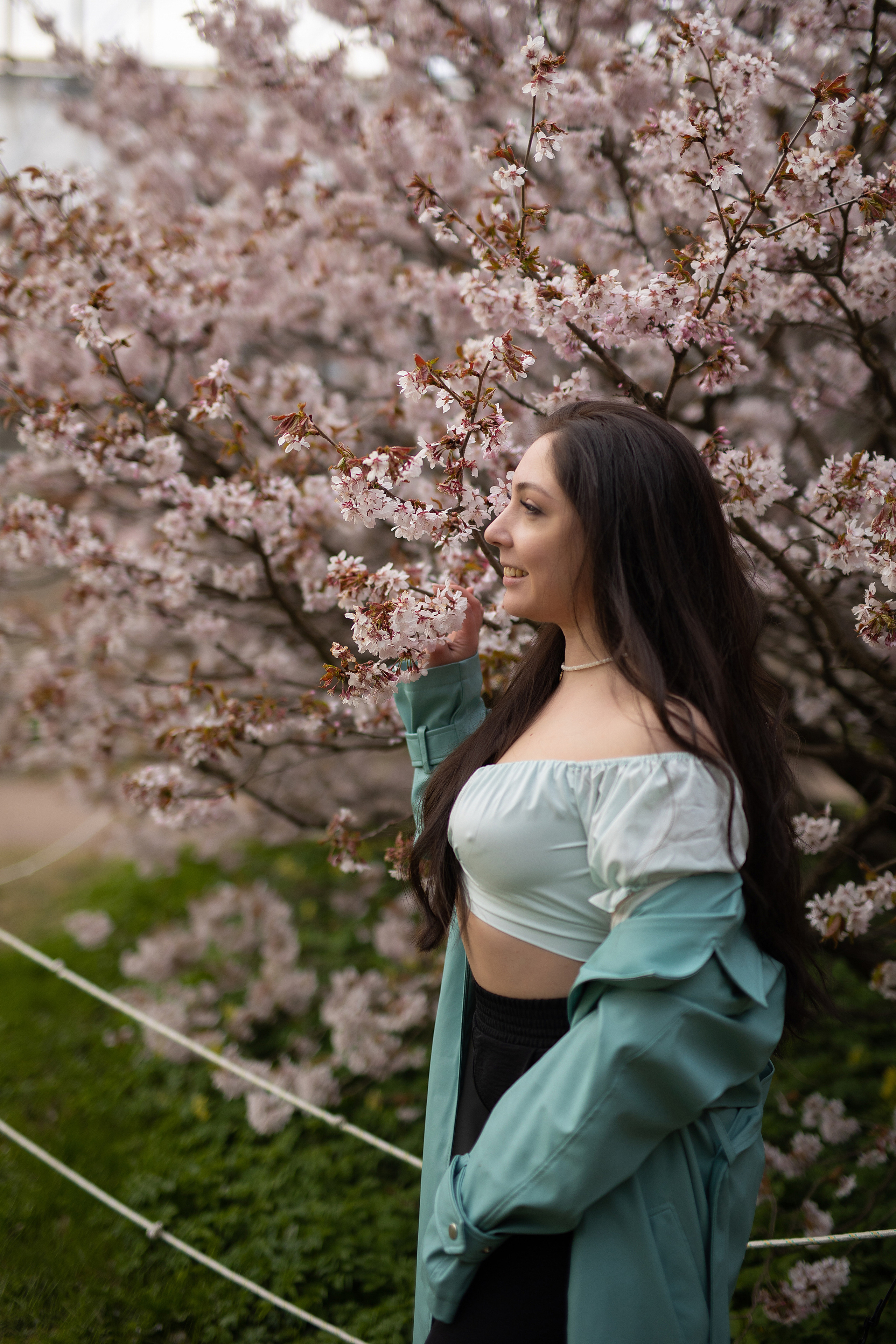 Сакура в ботаническом саду