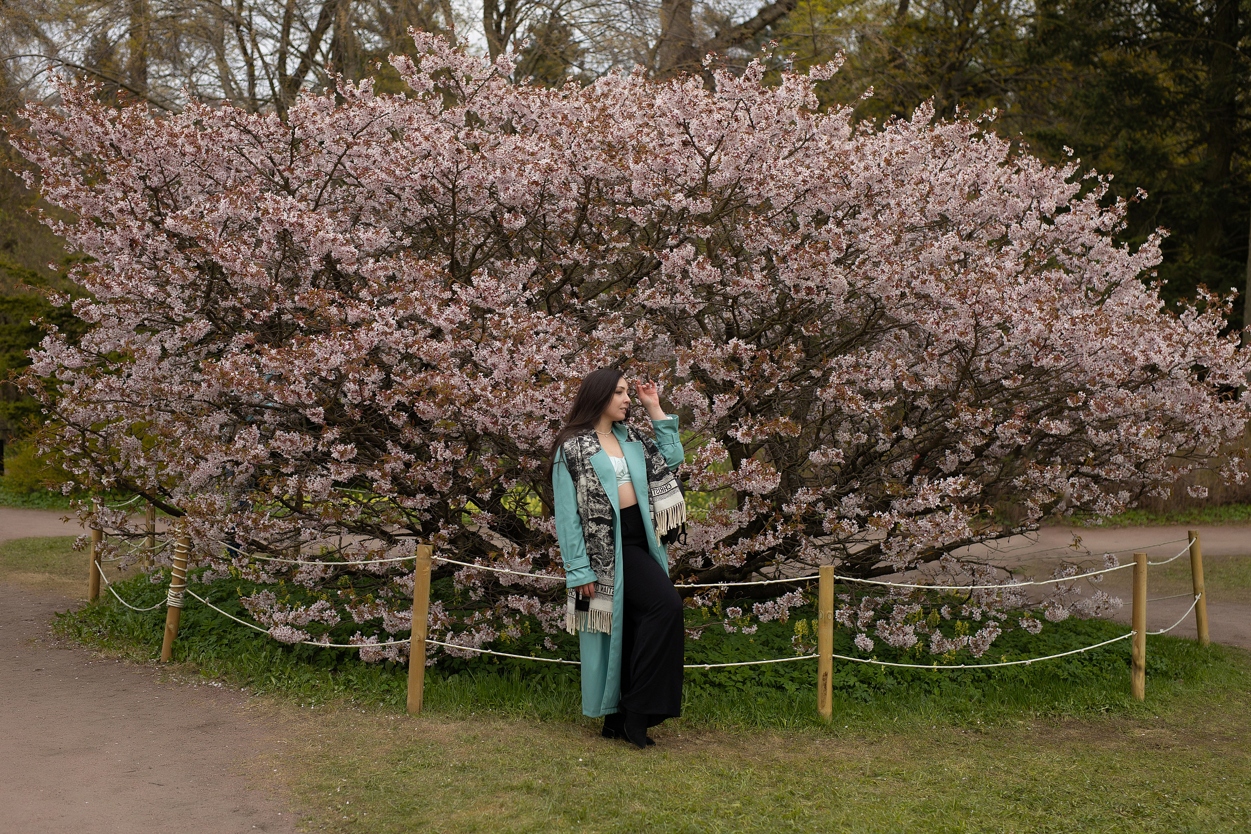 Общий план фото сакура