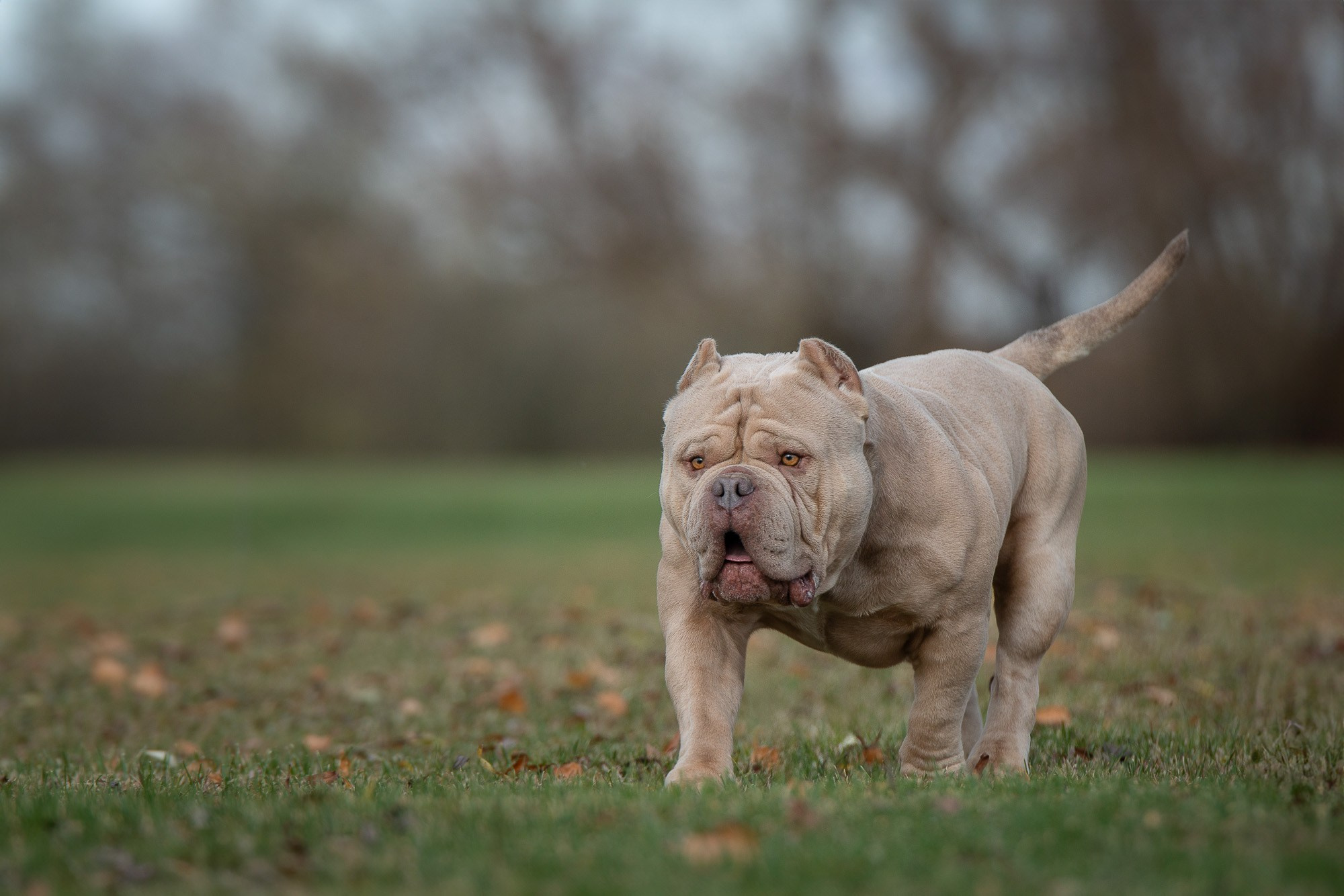 Американские Булли. Фотограф анималист, семейный фотограф, фотограф собак Комратова Мария. г. Москва