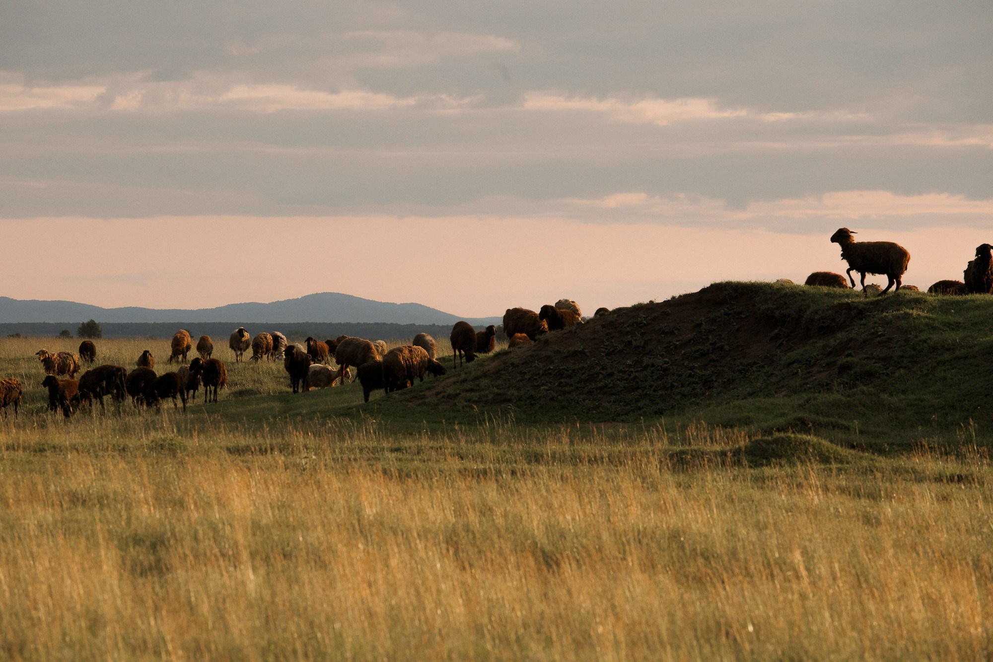 Алексей и Светлана. Свадебный и семейный фотограф в Челябинске