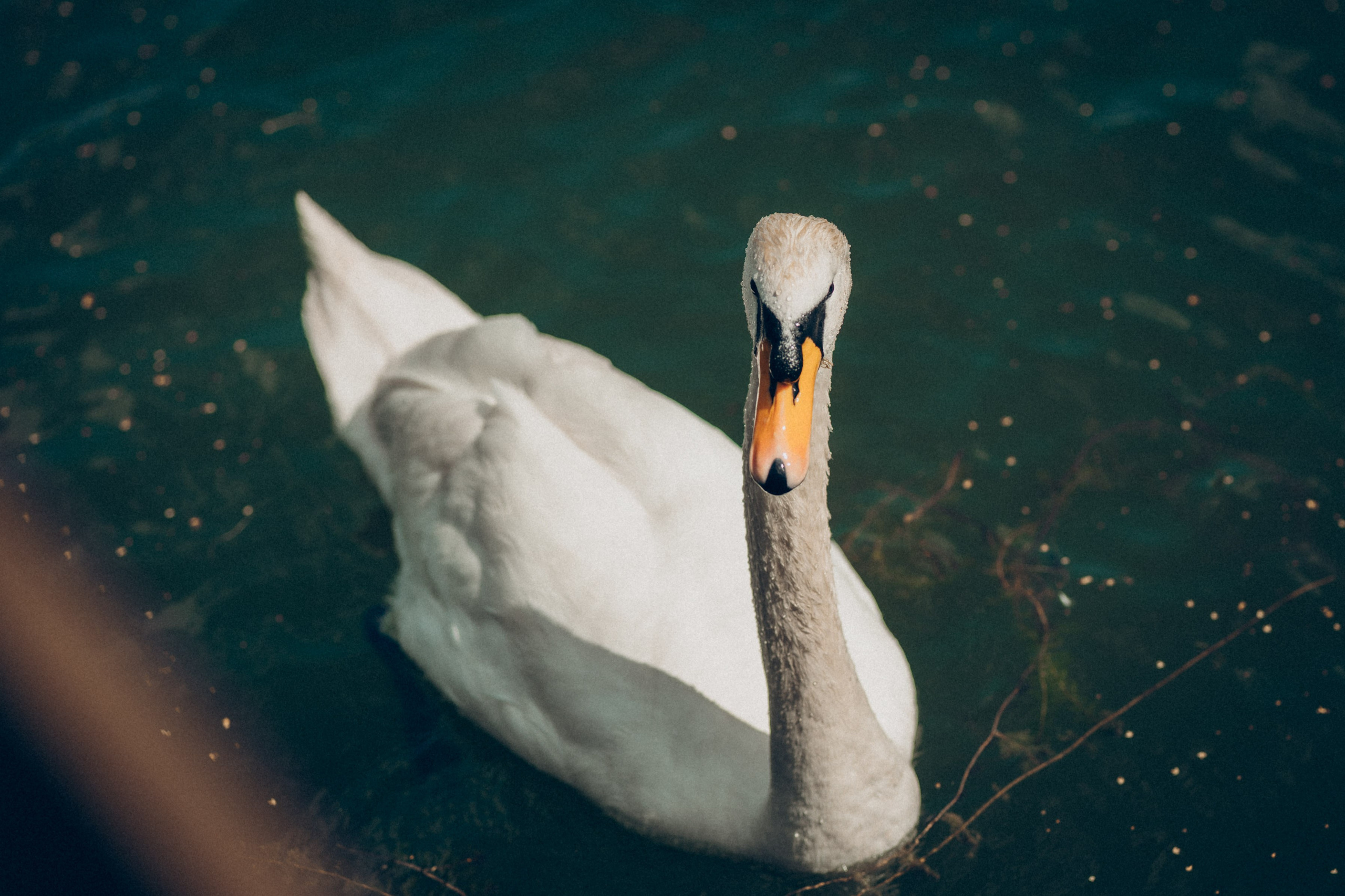 Прогулка в ботаническом саду