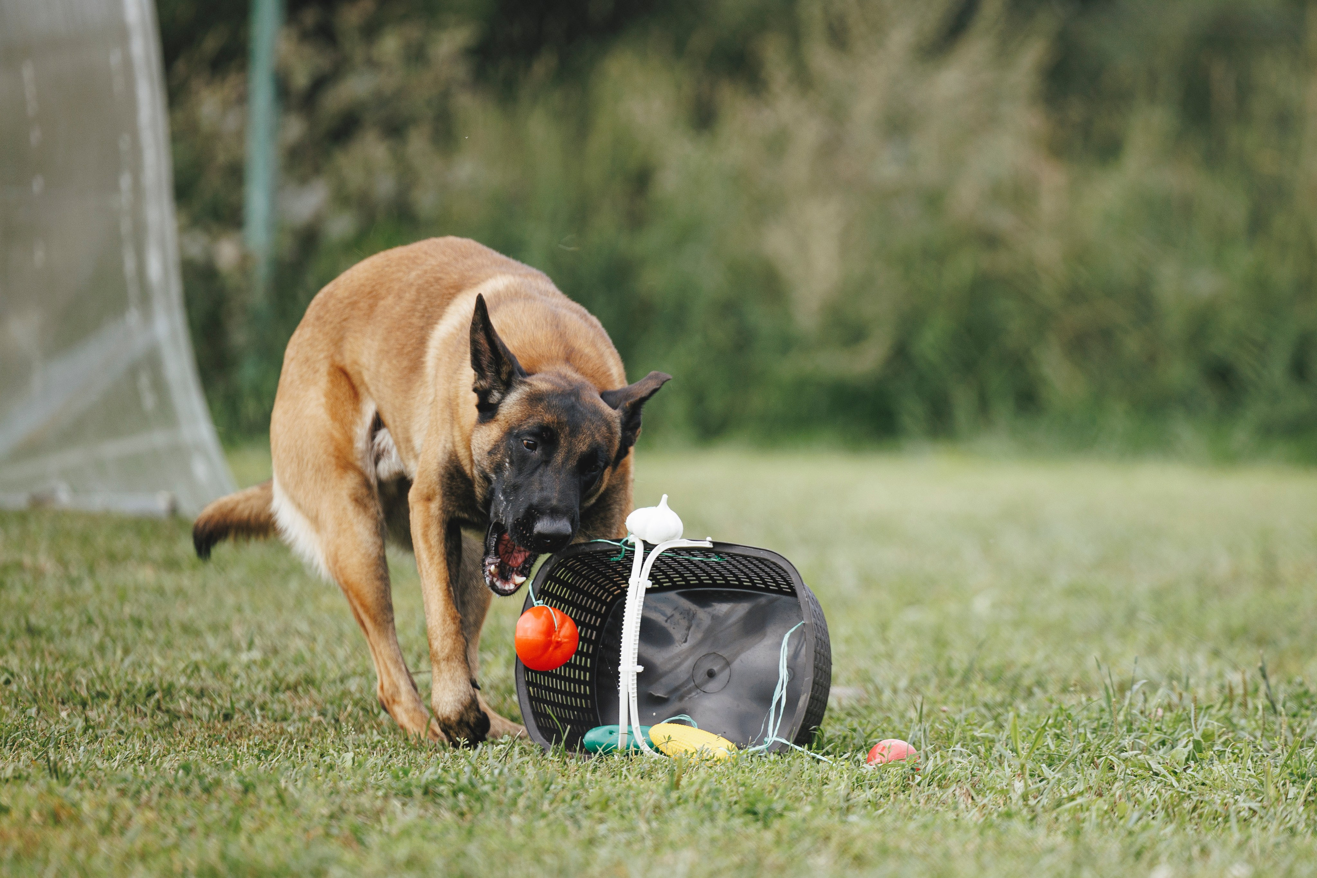08.08.25-10.08.25 ЧР по мондьорингу г. Вологда. Фотограф-анималист Анна Маринич