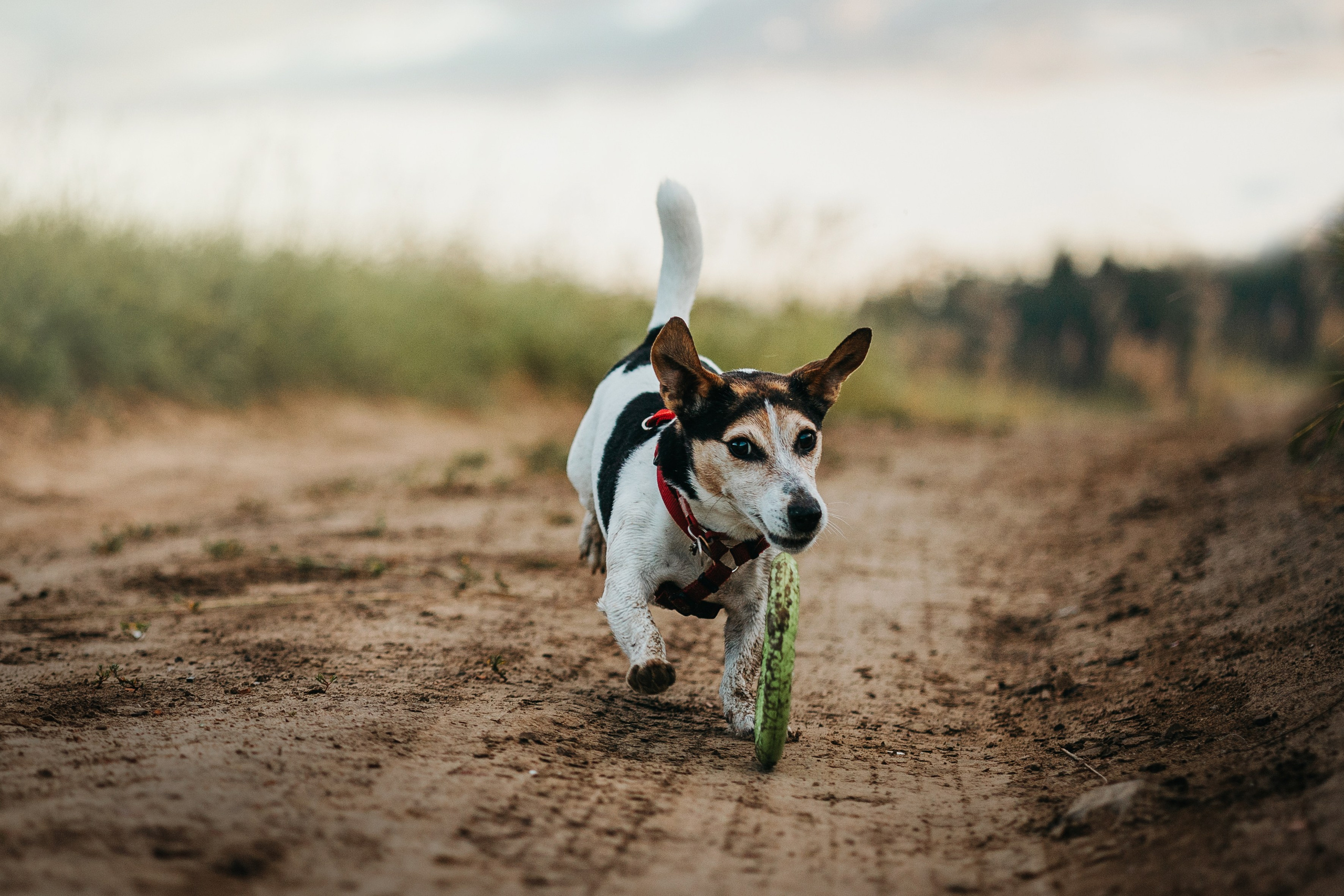 Маша и Персик. Фотограф — Анималист | Санкт-Петербург