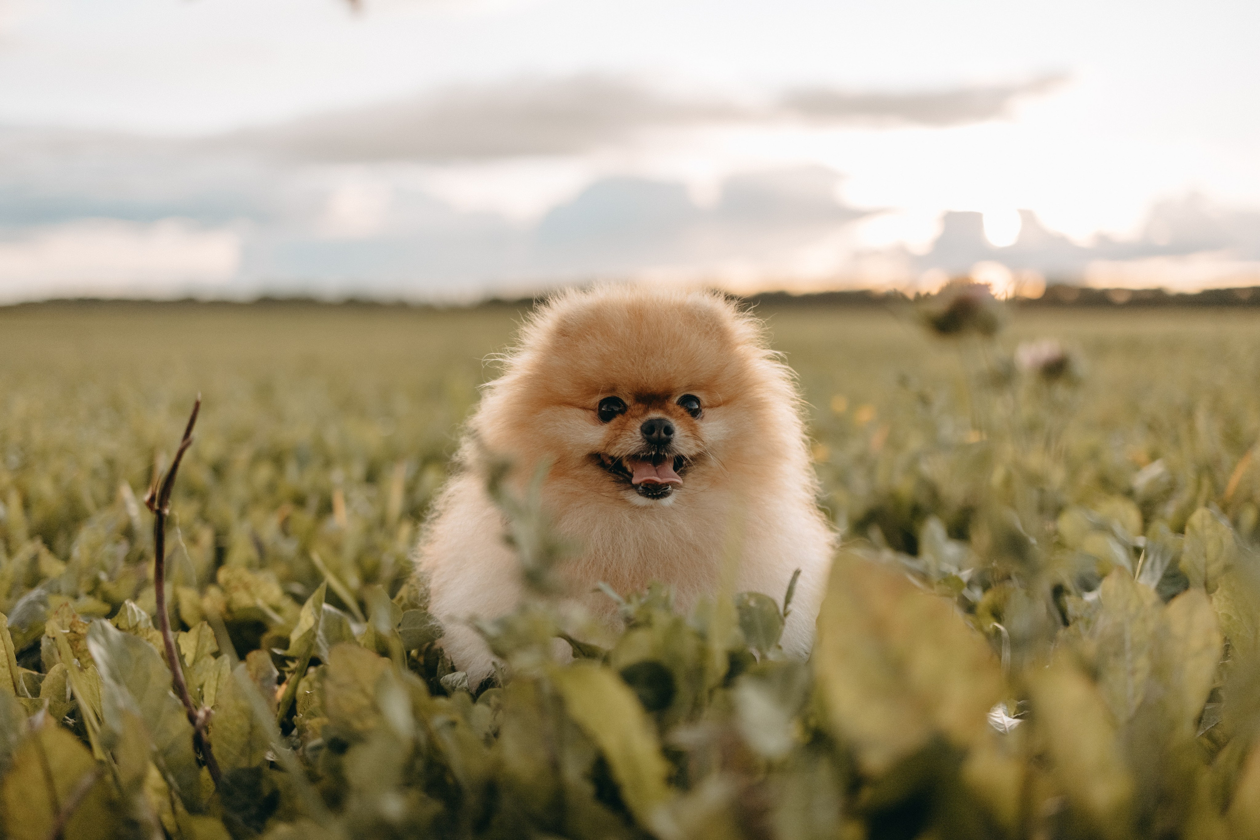 Стив и его семья. Фотограф — Анималист | Санкт-Петербург