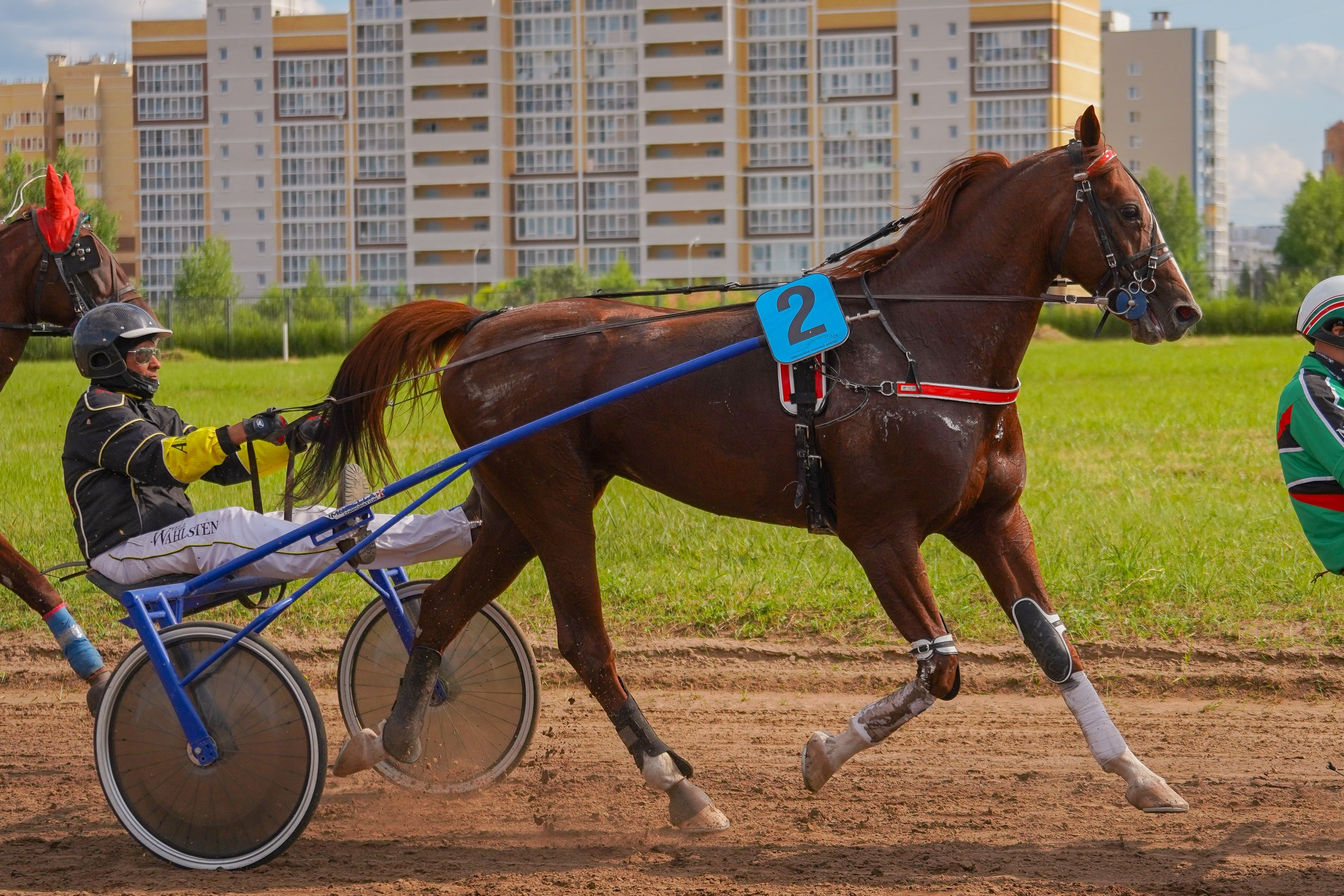 III конные бега на Кубок Главы Чувашии. Фотограф-анималист, портретный фотограф в Чебоксарах Мария Садыкова