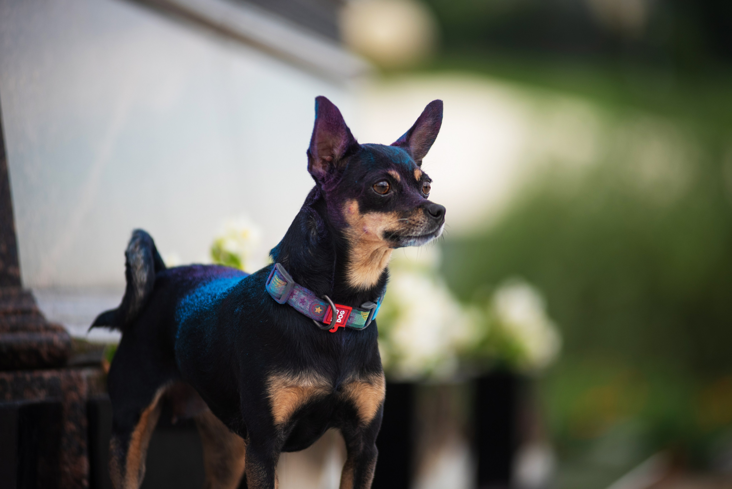 Мотя и краски холли. Дог-фотограф в Тюмени Александра Королева