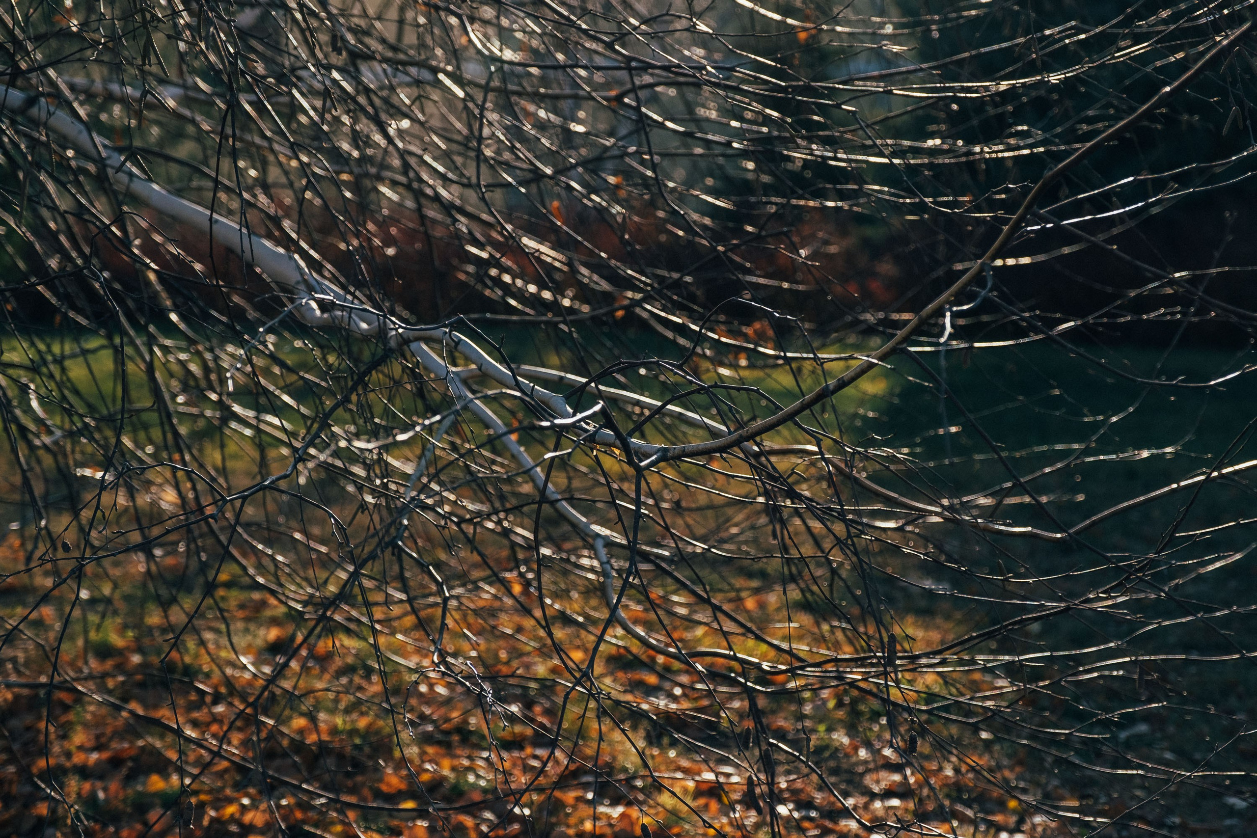 19.11.14. Фотограф Анатолий Деникин