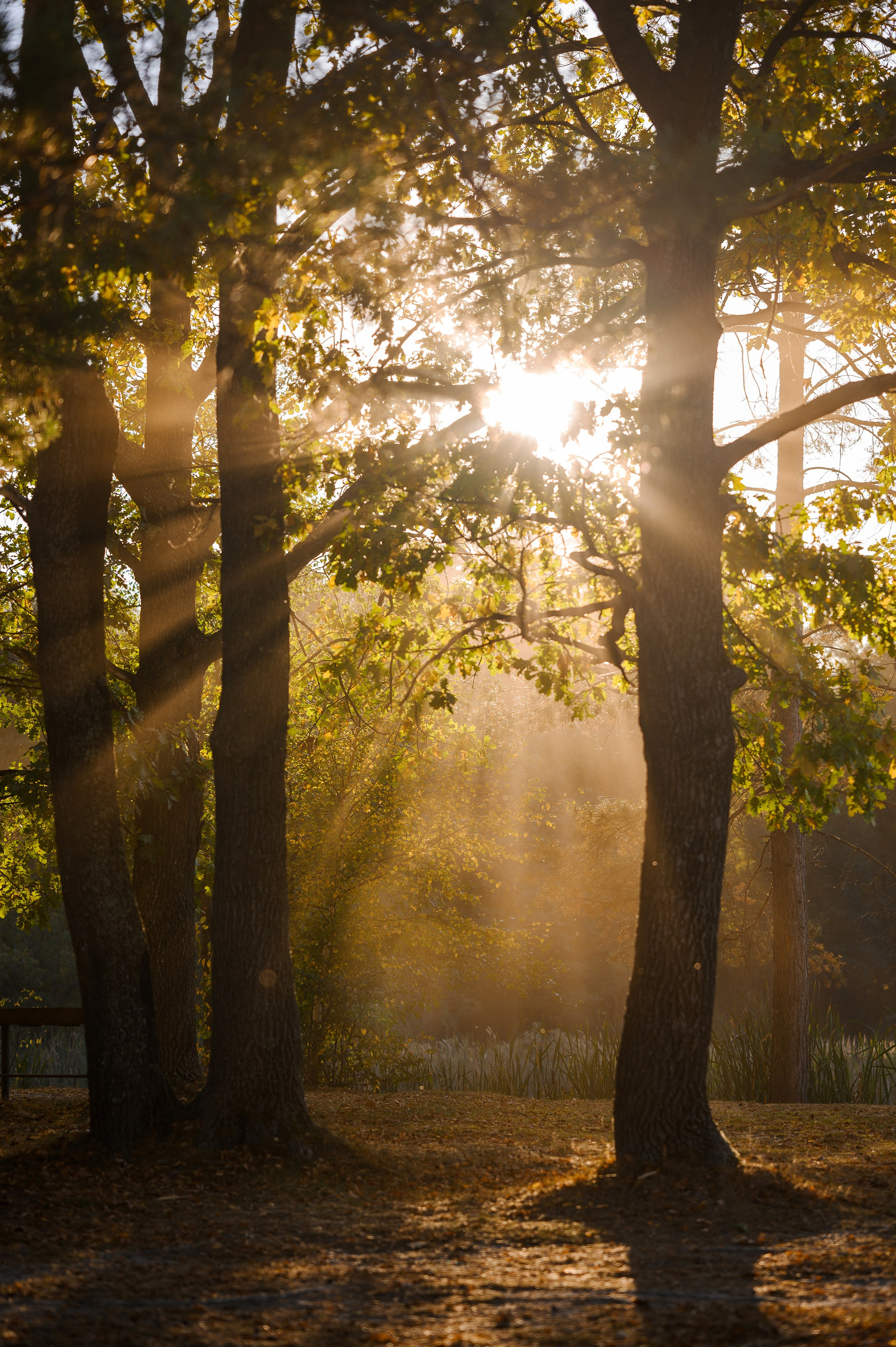 Лена и кони. Свадебный и семейный Фотограф в Пензе Татьяна Лапоногова