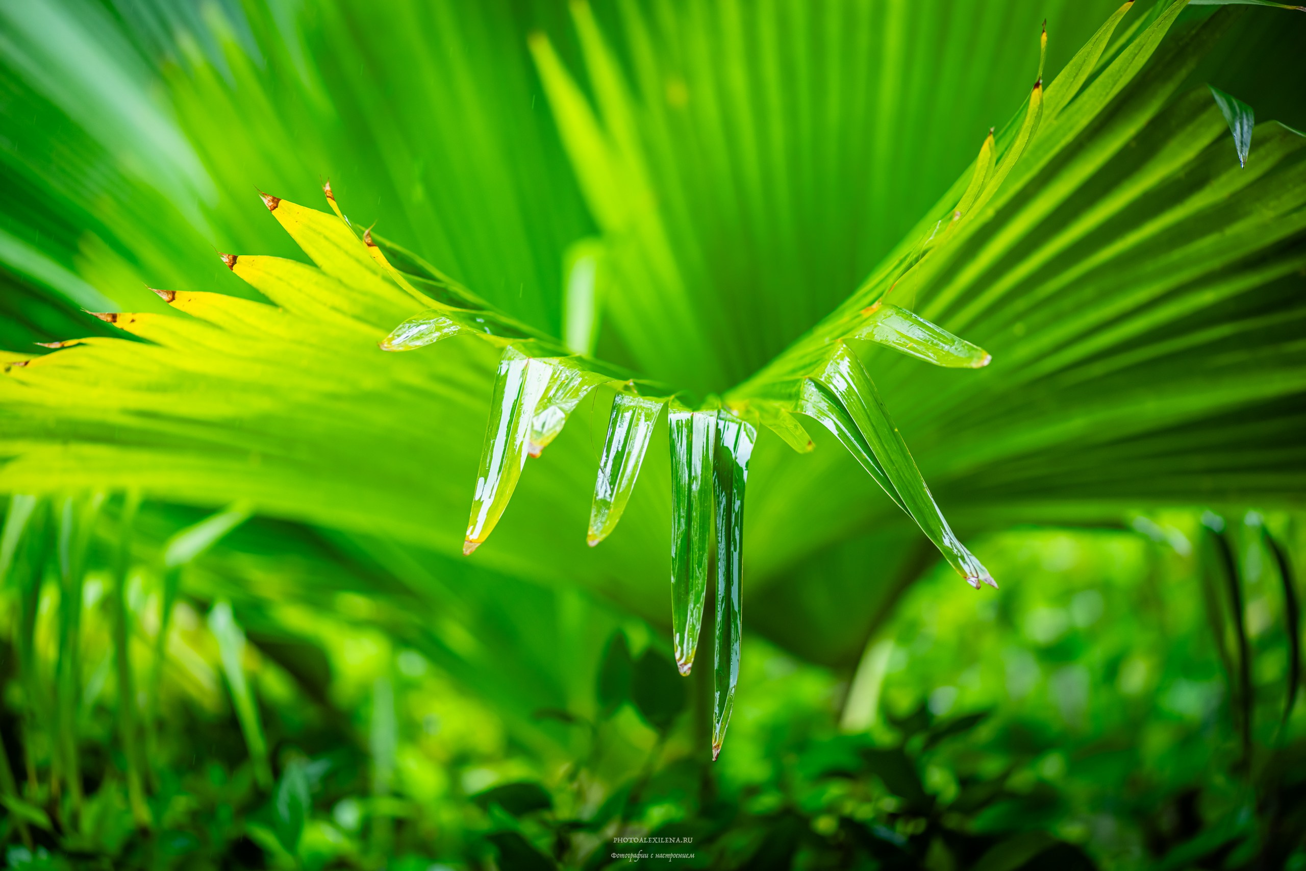 Все оттенки зелёного. Авторские стильные фотокартины