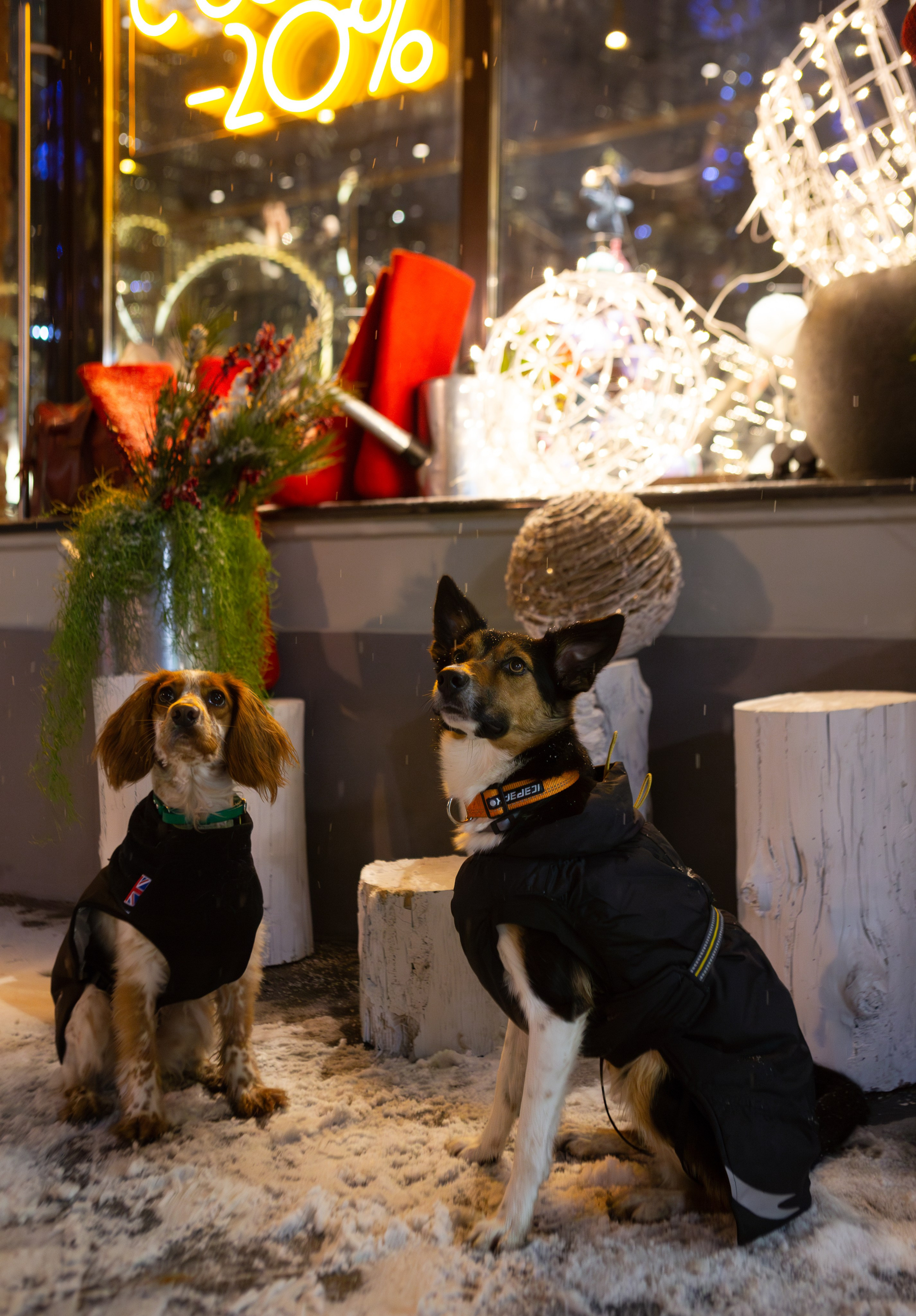 Йоль и Паля. Фотограф-анималист в Москве, МО и Владимире