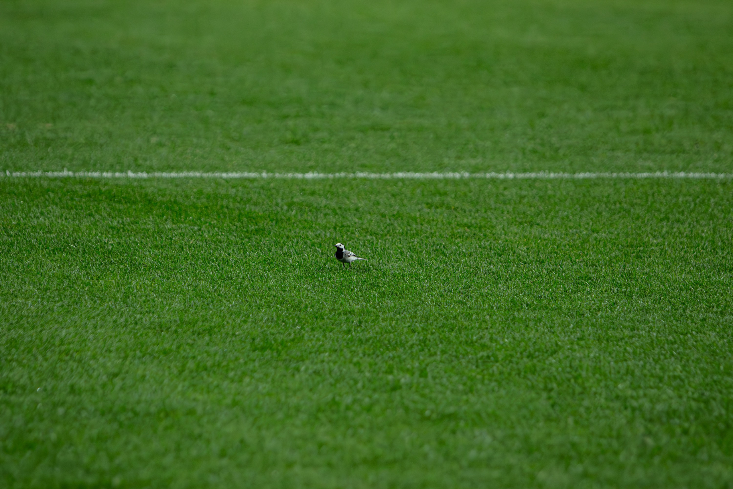 Пари НН — Факел. Спортивный фотограф в Смоленске — Екатерина Степенок