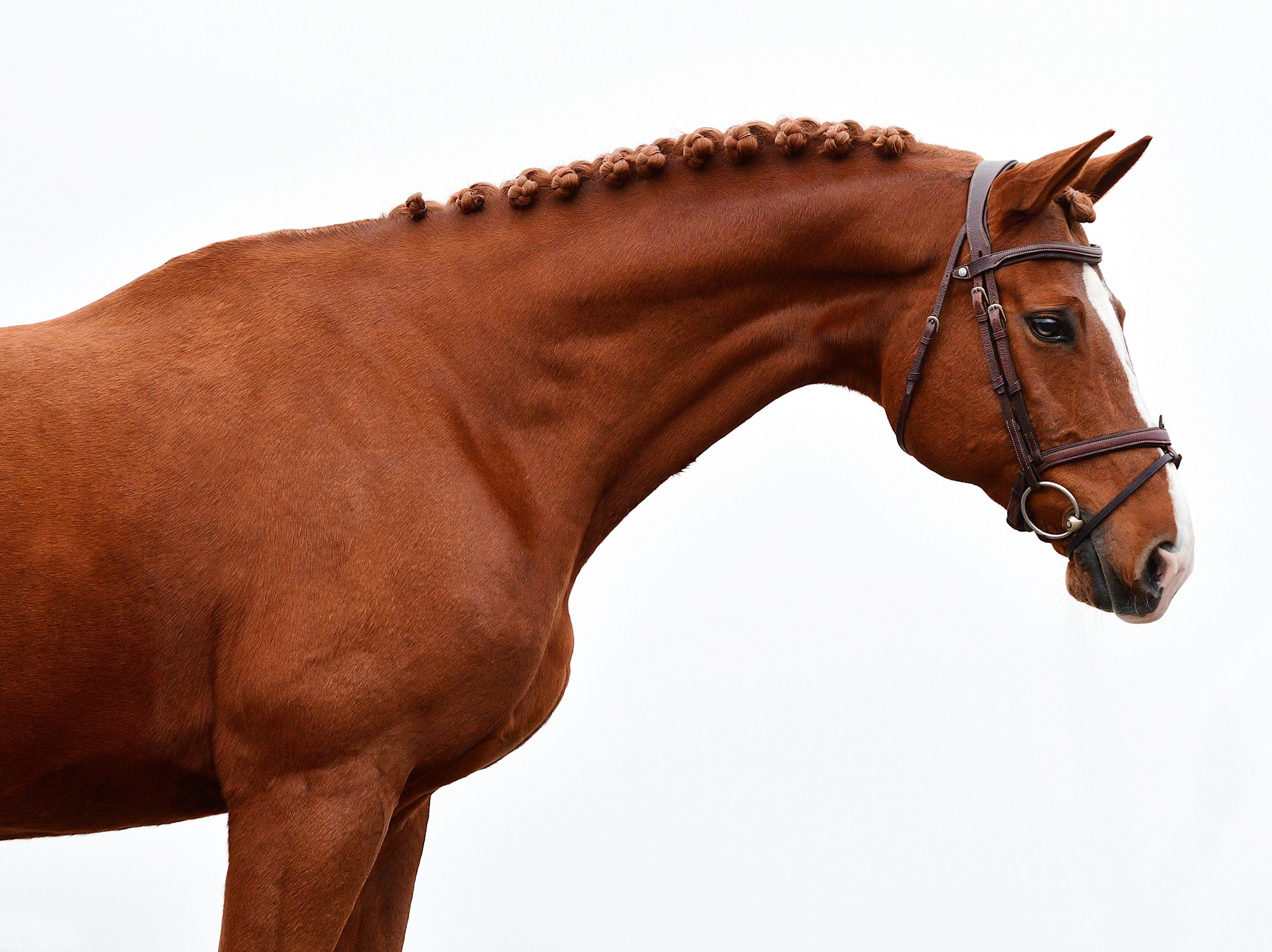 Портреты. Конный фотограф Alesya Safe