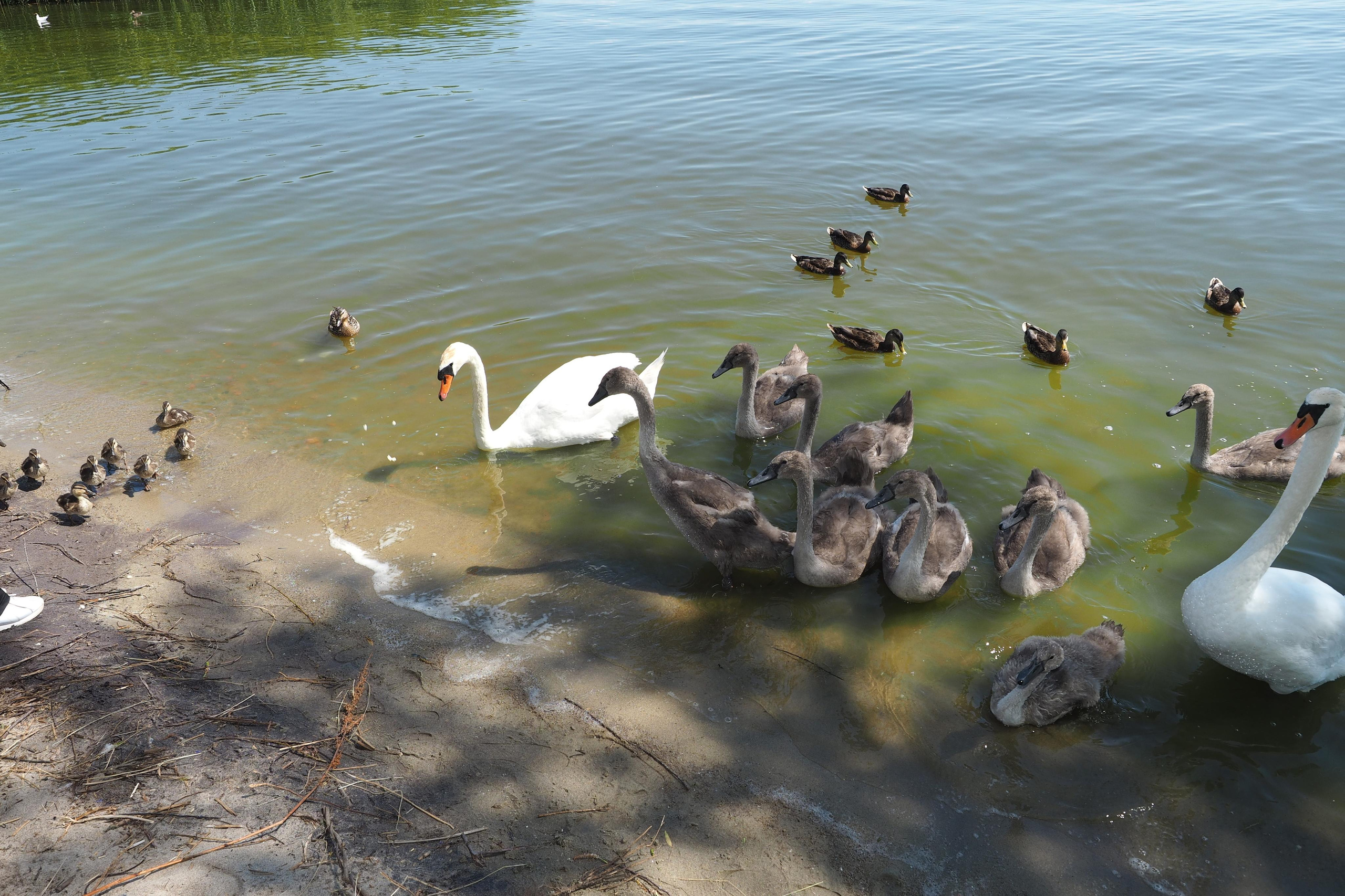 Куршская коса. Экскурсии по Калининграду