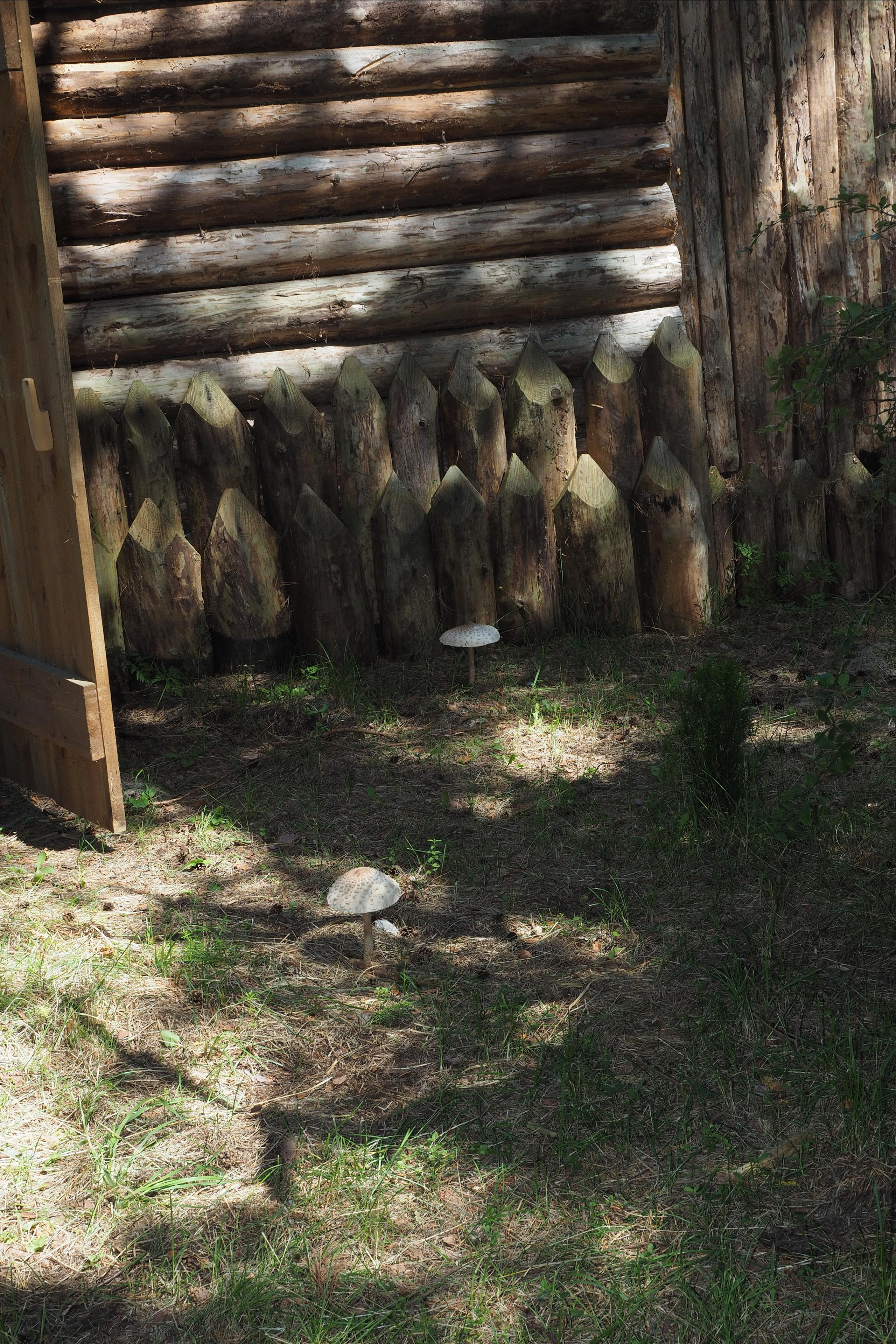 Куршская коса. Экскурсии по Калининграду