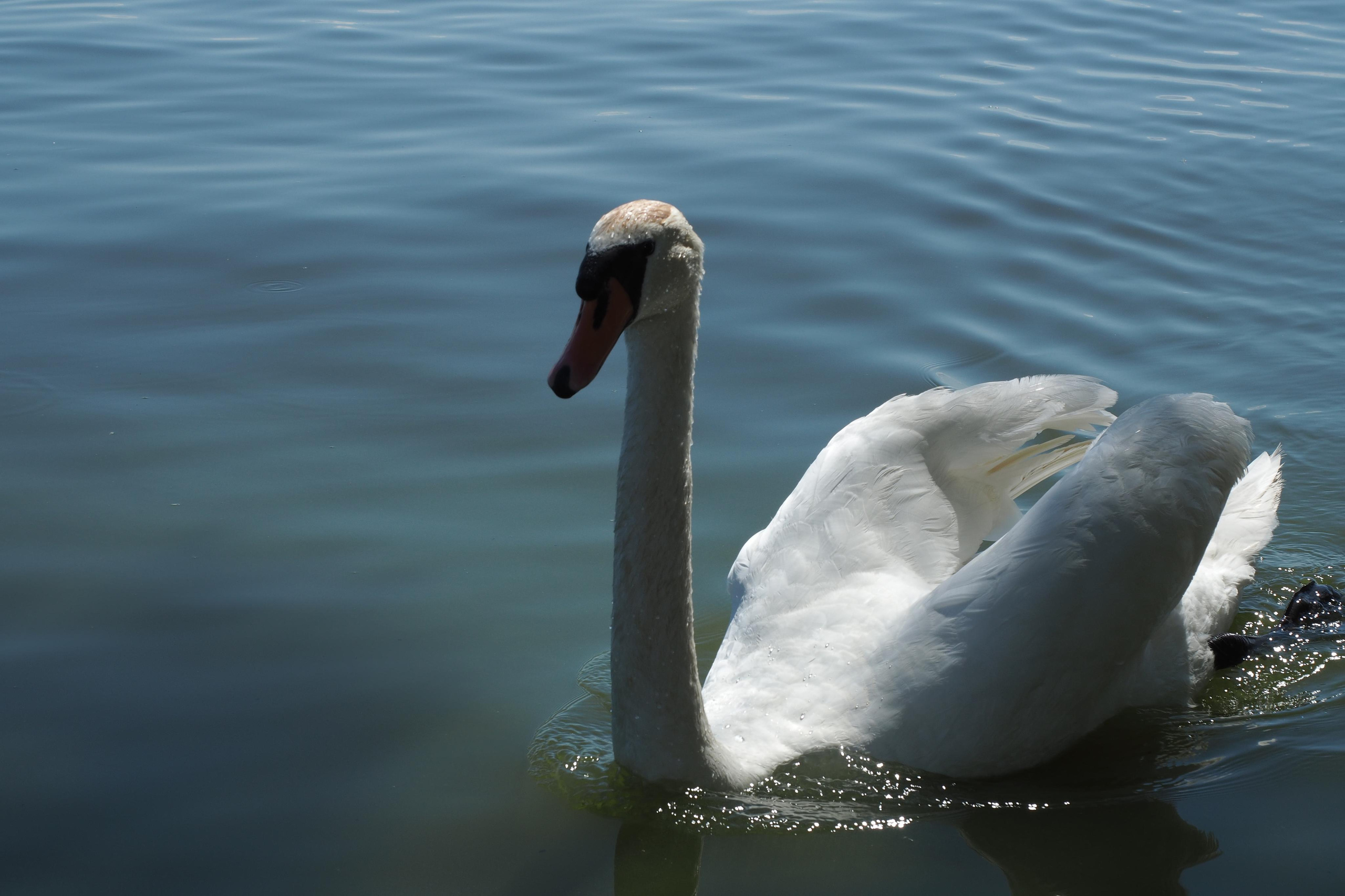 Куршская коса. Экскурсии по Калининграду