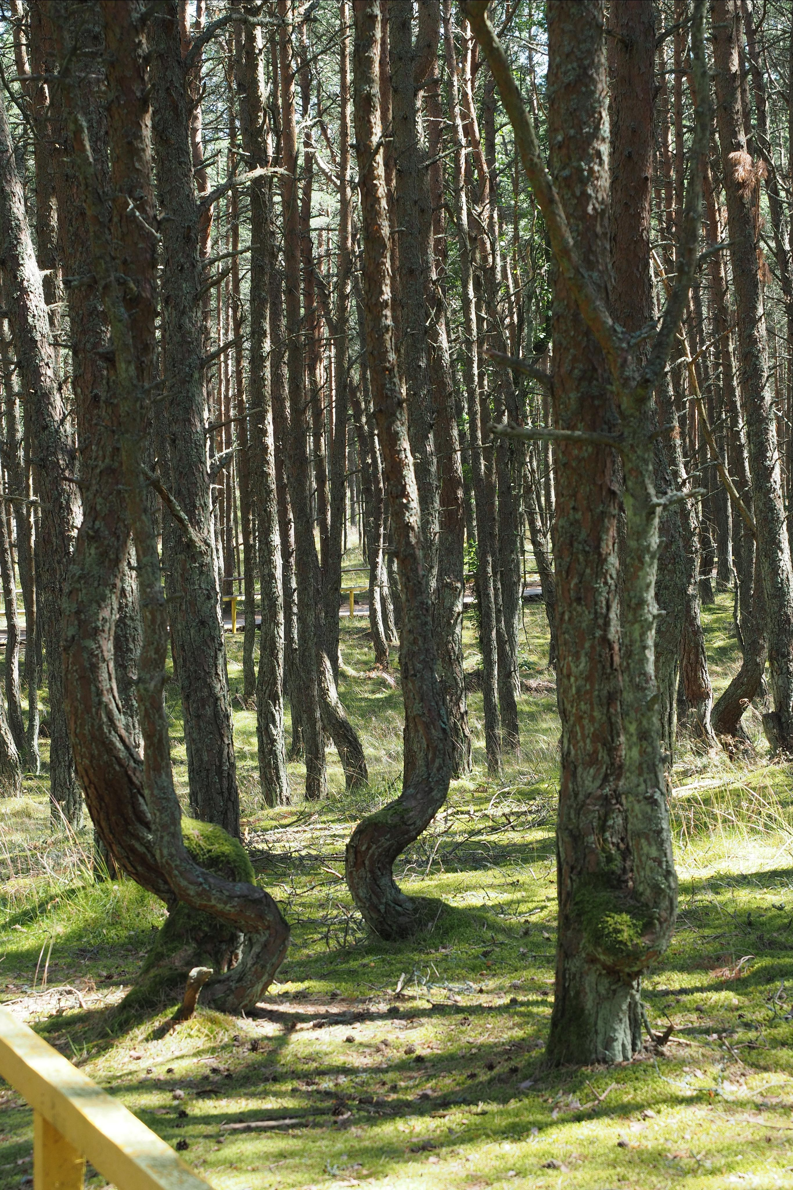 Куршская коса. Экскурсии по Калининграду