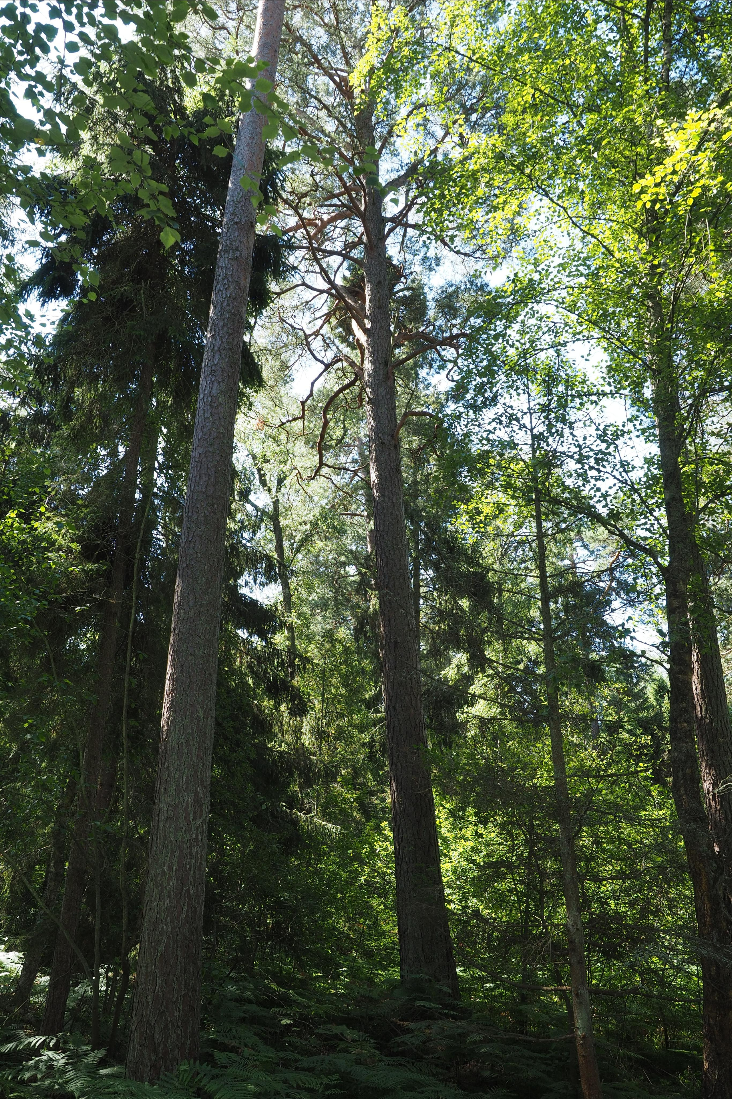 Куршская коса. Экскурсии по Калининграду