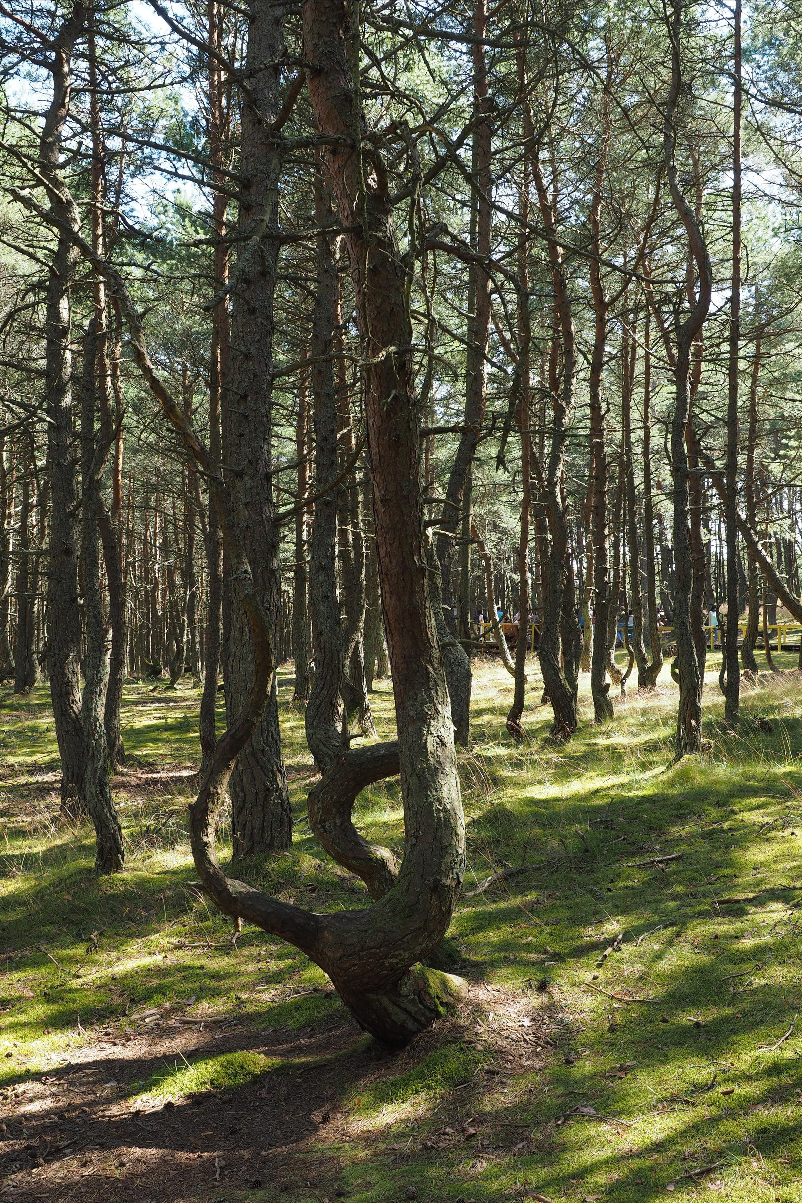 Куршская коса. Экскурсии по Калининграду