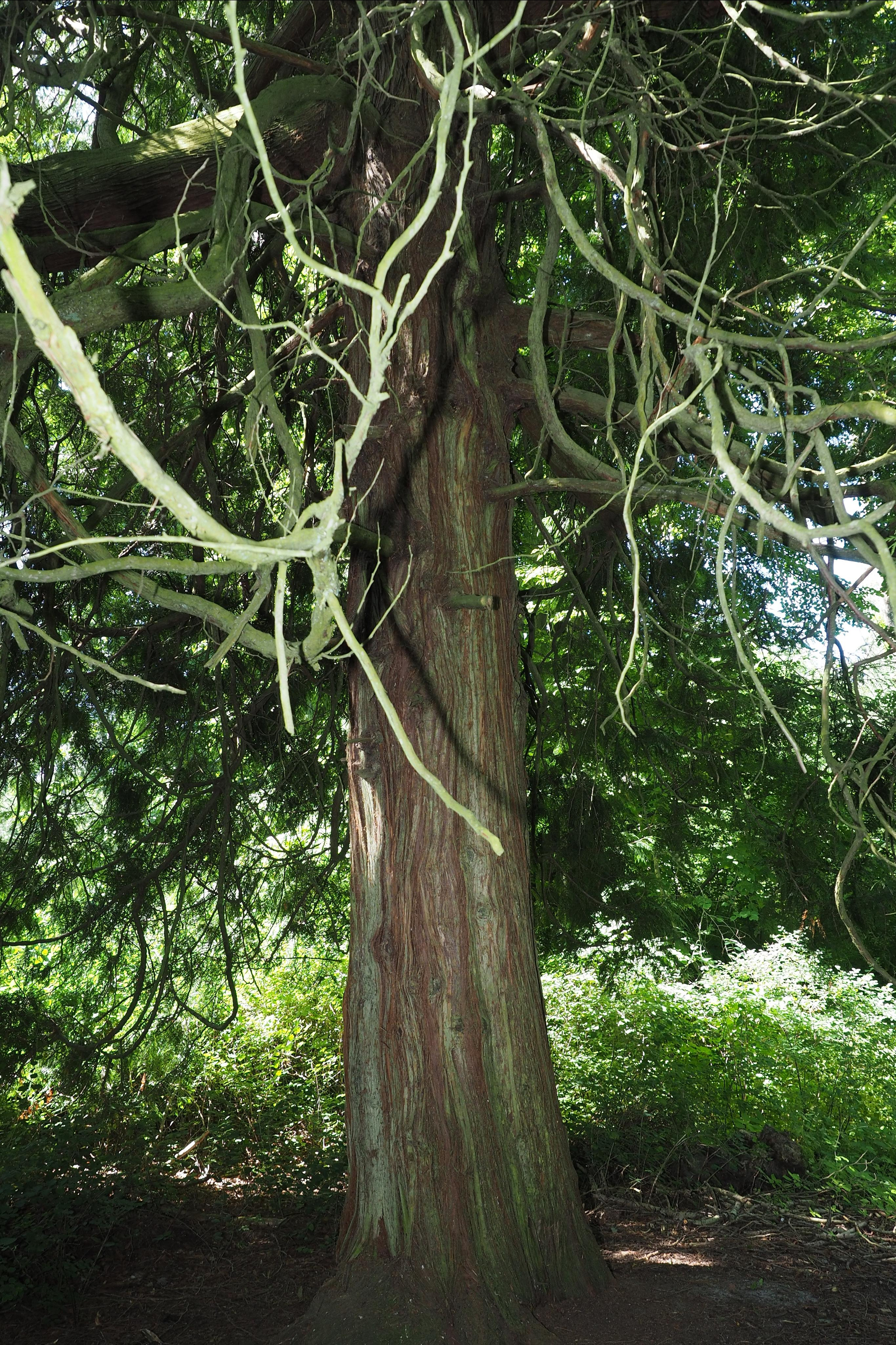 Куршская коса. Экскурсии по Калининграду