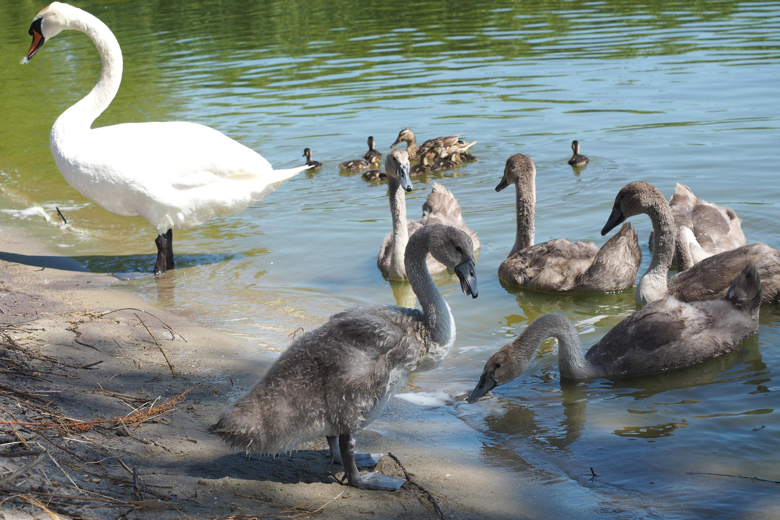 Куршская коса. Экскурсии по Калининграду