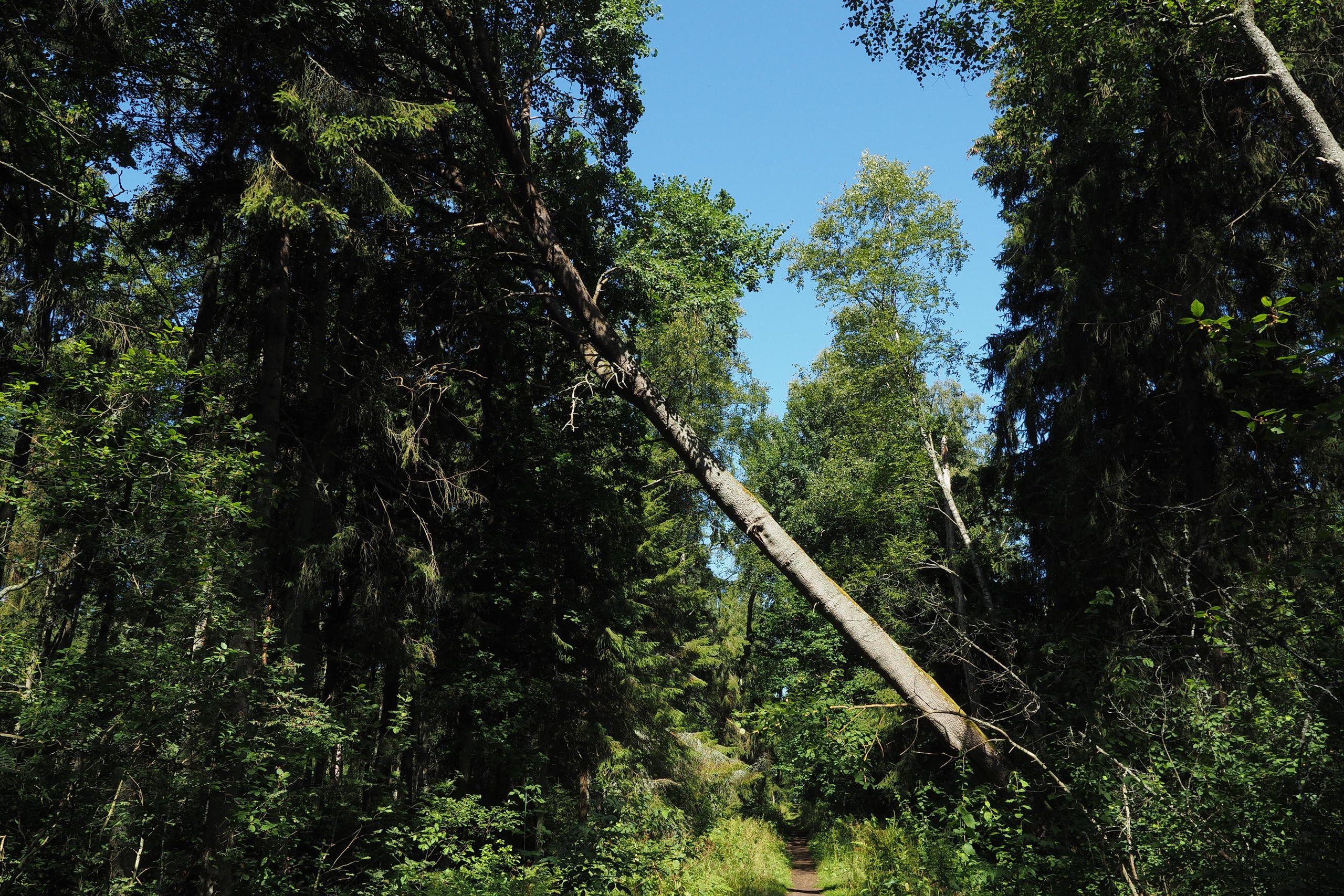 Куршская коса. Экскурсии по Калининграду