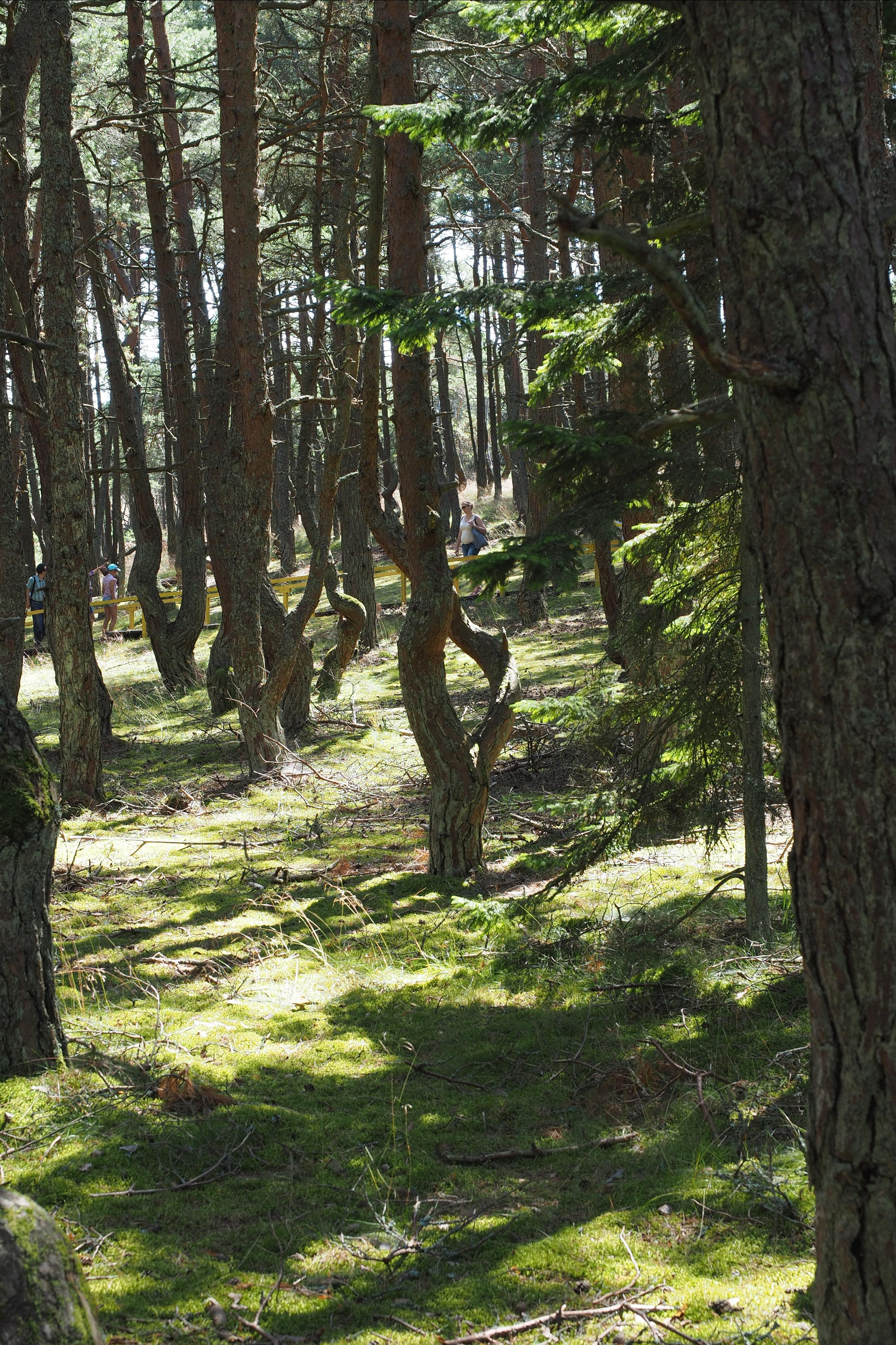 Куршская коса. Экскурсии по Калининграду