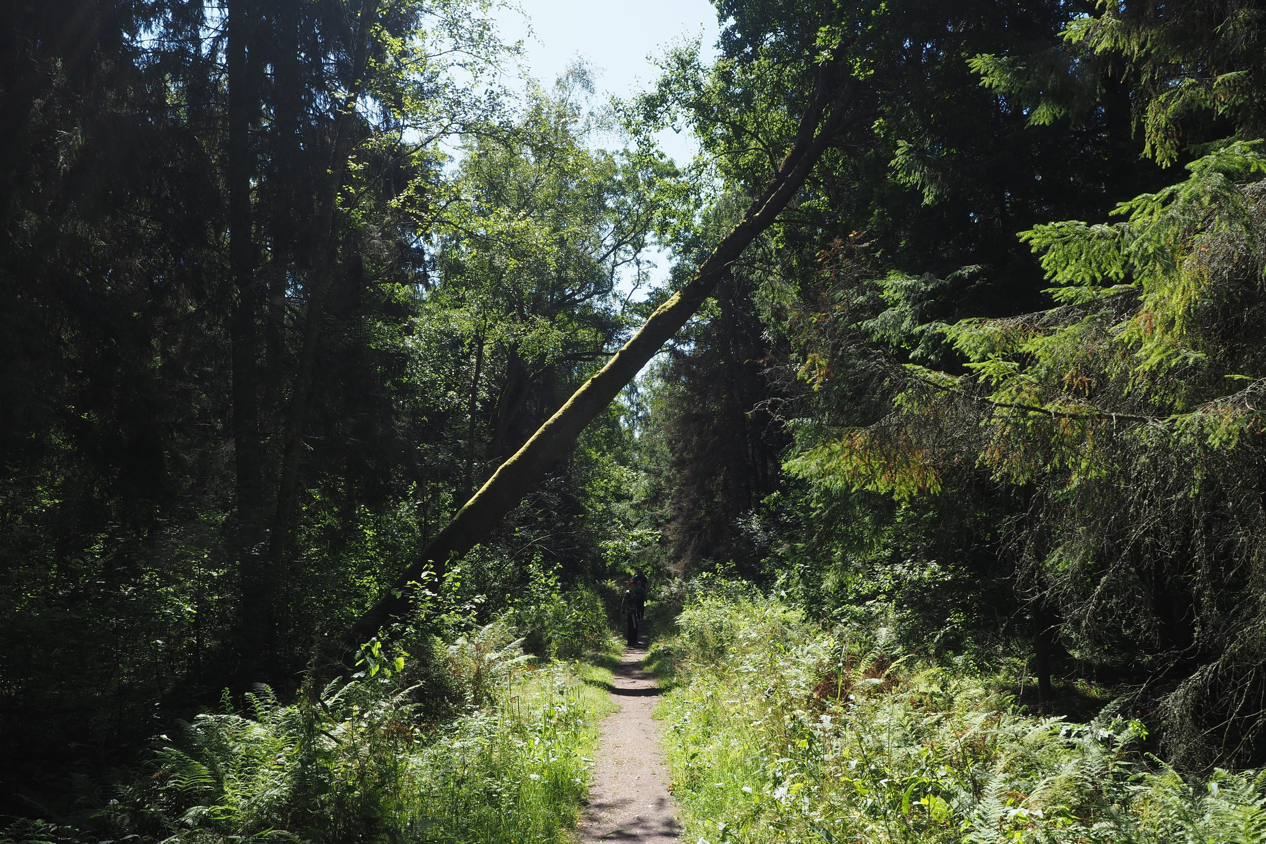 Куршская коса. Экскурсии по Калининграду