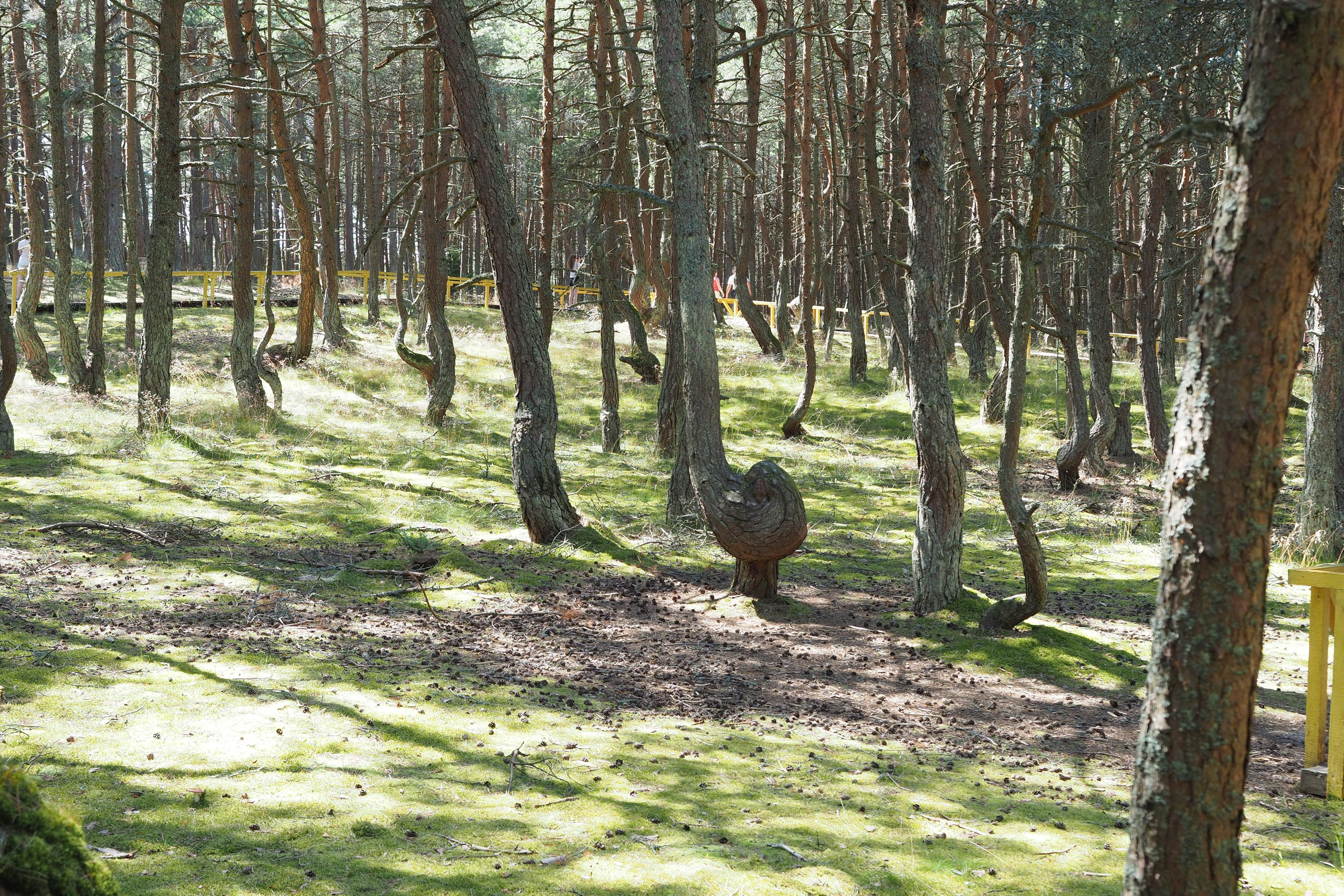 Куршская коса. Экскурсии по Калининграду