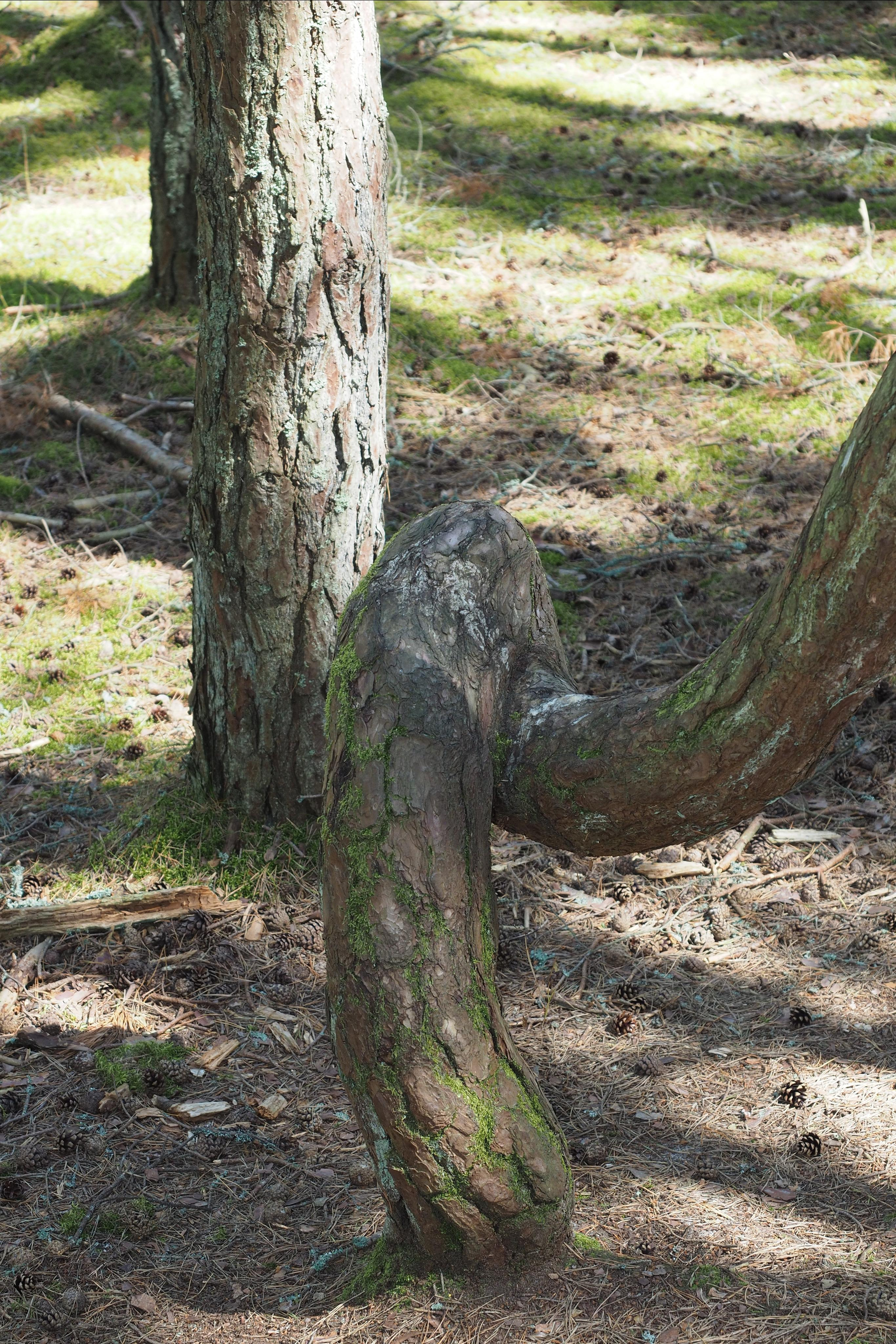 Куршская коса. Экскурсии по Калининграду